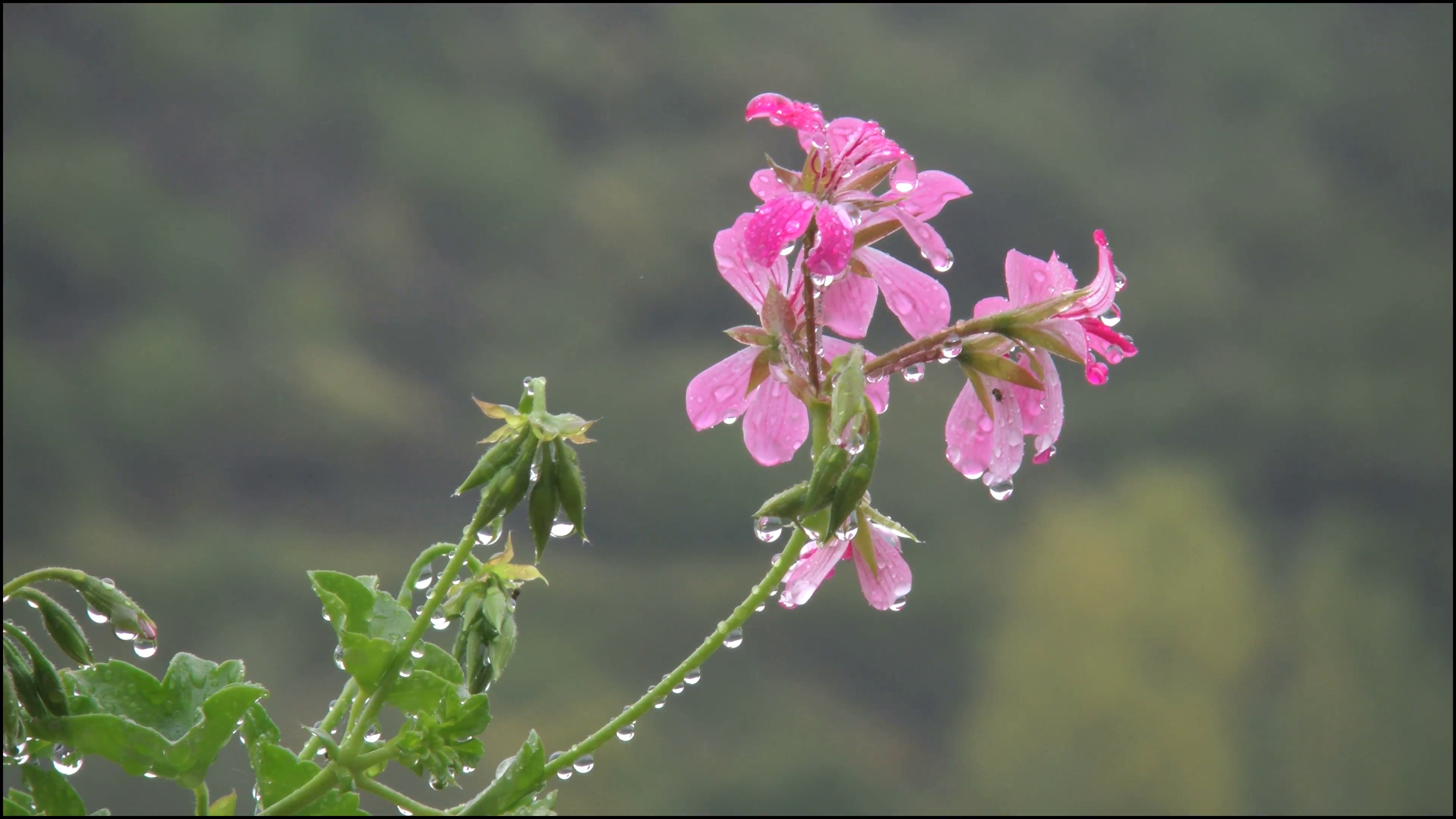 close up on pink flowers with rain droplets Stock Video Footage ...
