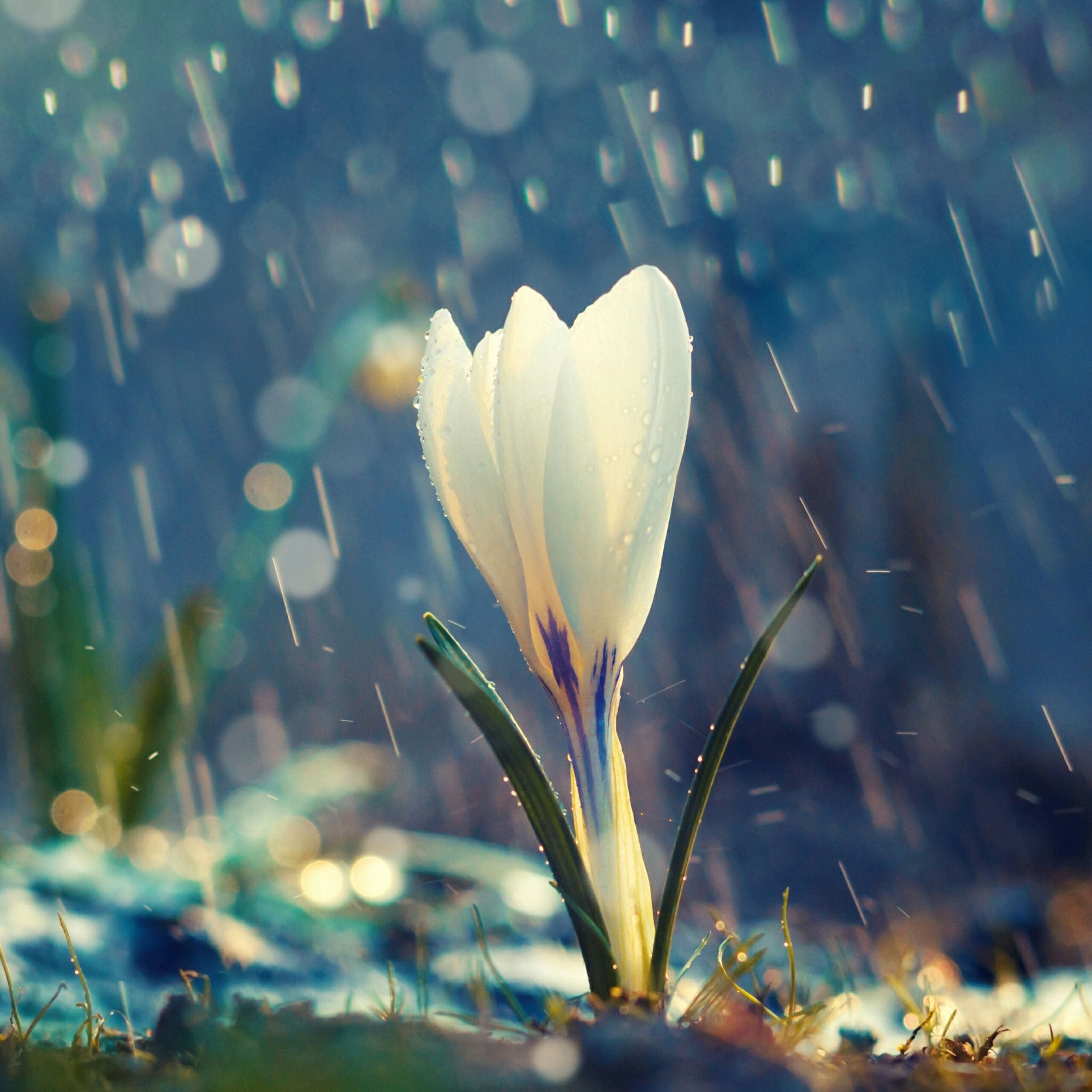 A White Flower In The Rain Flowers QHD Wallpaper - Wallpaper ...