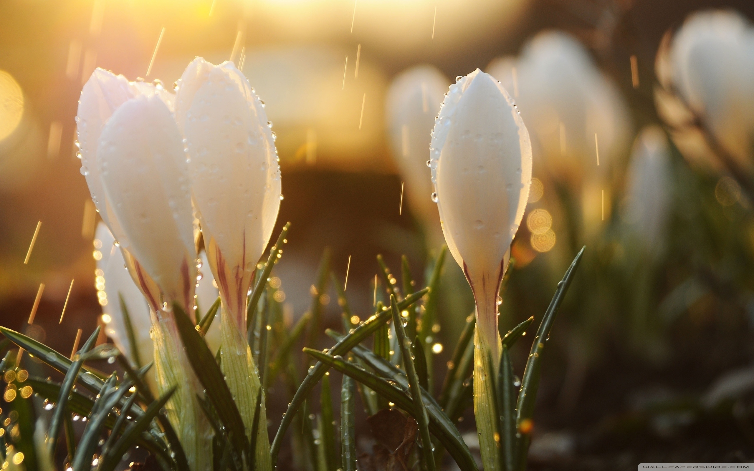White Spring Flowers in Rain ❤ 4K HD Desktop Wallpaper for 4K Ultra ...