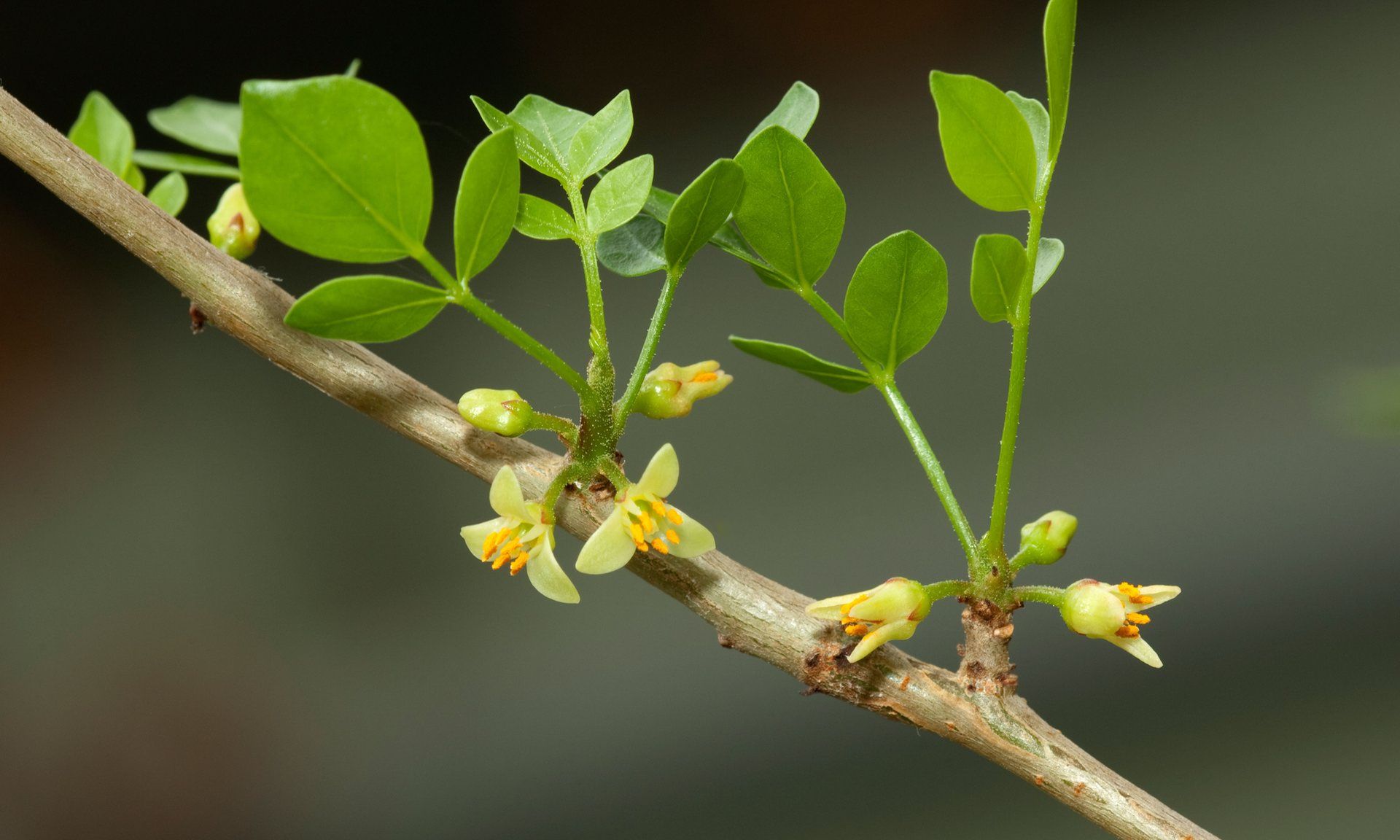 Abyssinian Myrrh (Commiphora myrrha), flowering twig. | Inter Act ...