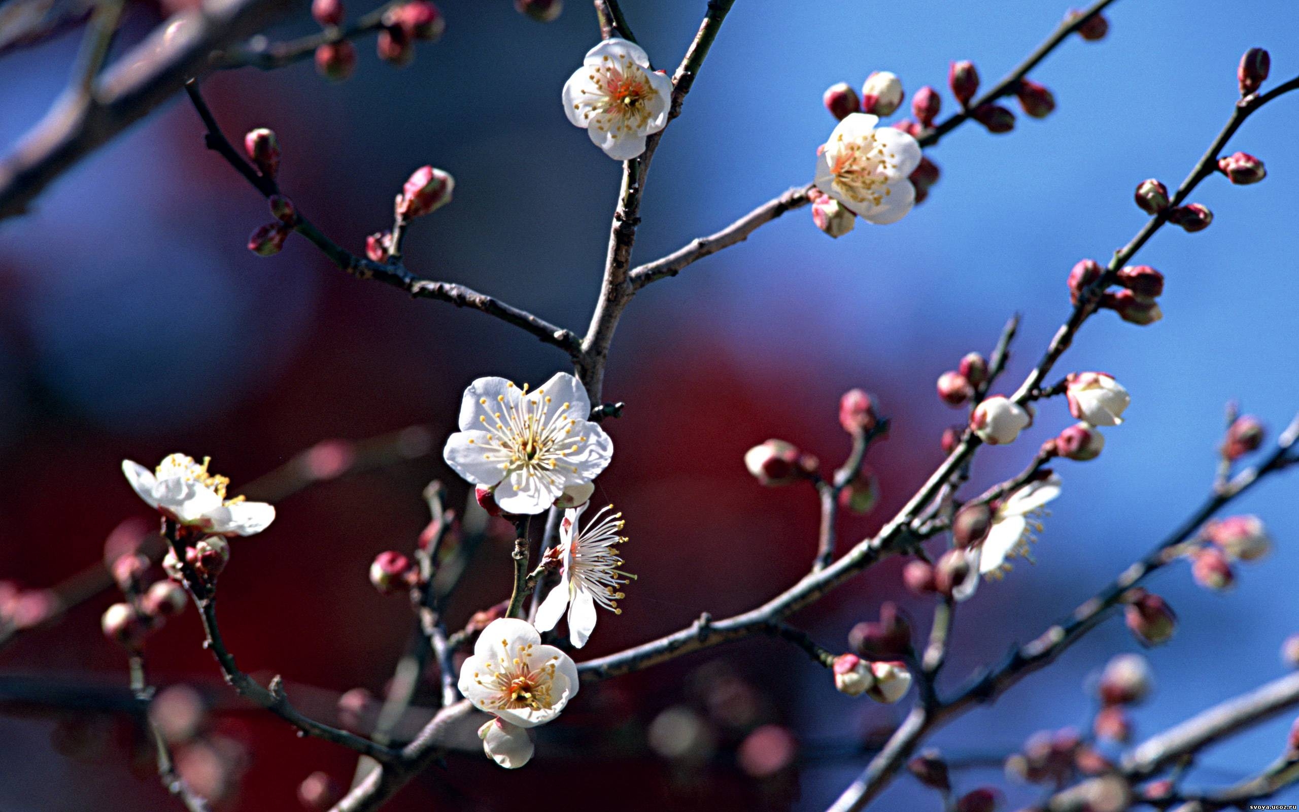 Wallpaper Twigs, Flowers, Bloom, Spring HD, Picture, Image