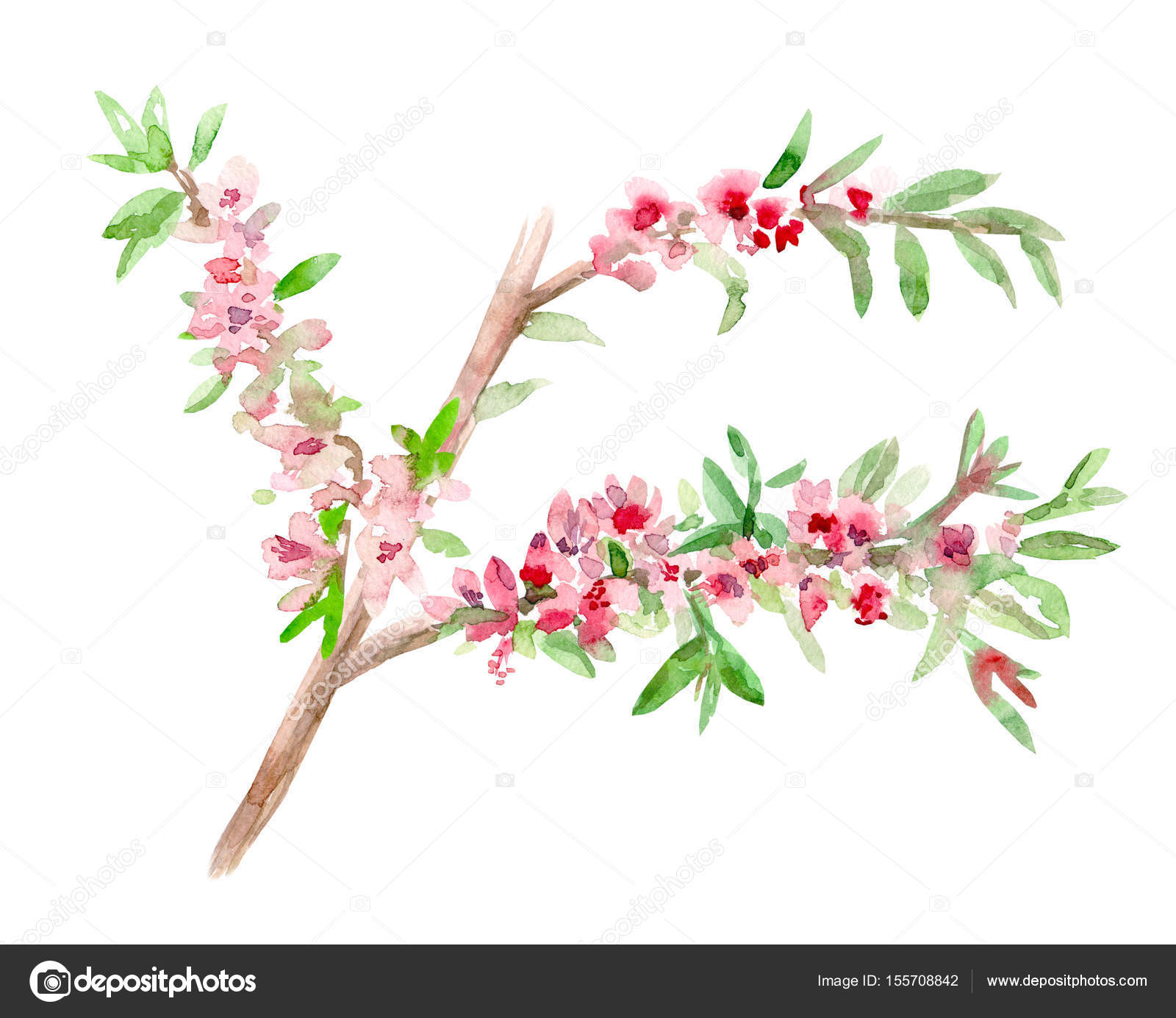 almond blossom flowering twig. — Stock Photo © Oksana #155708842
