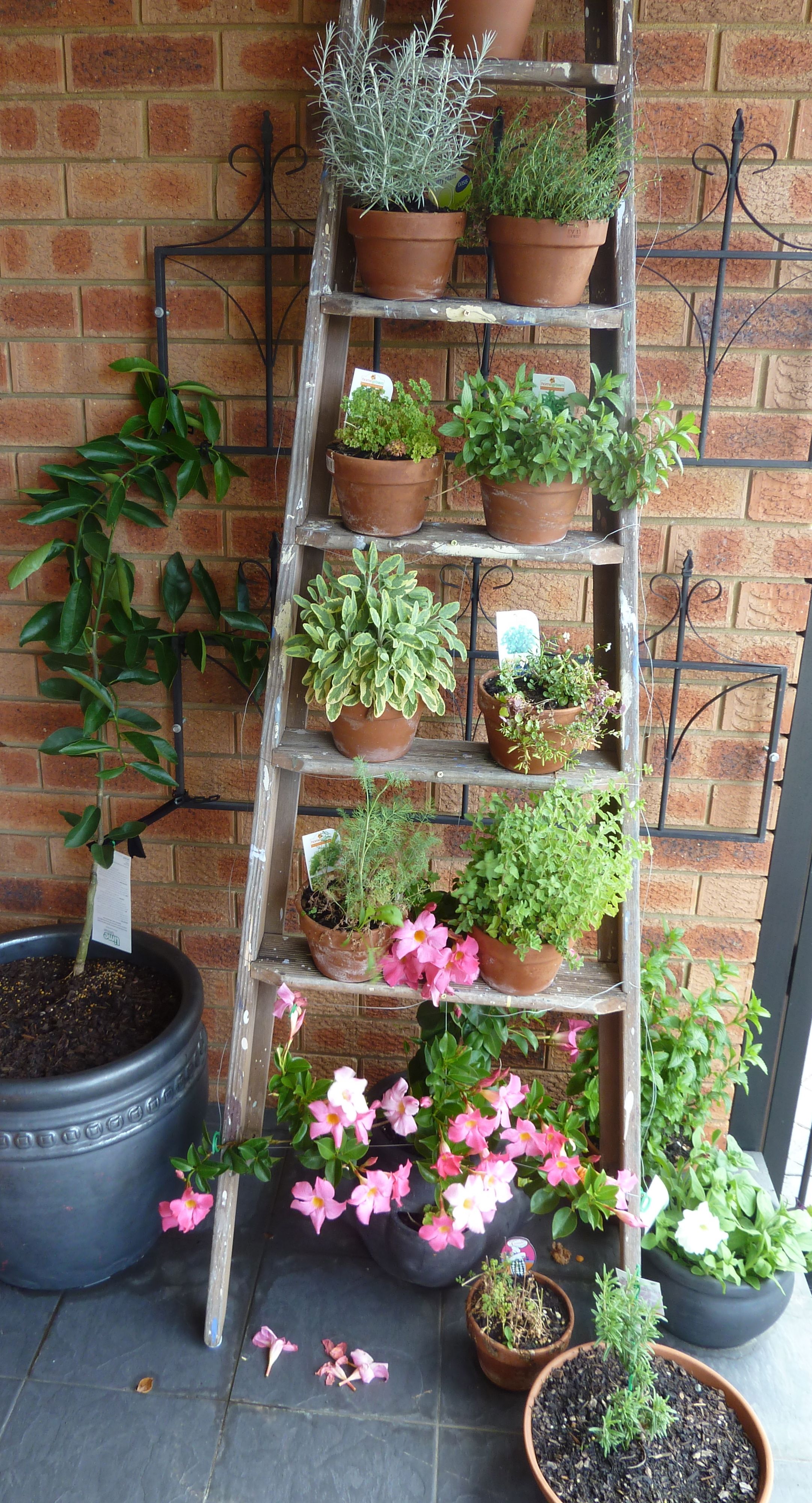 Old ladder loaded up with pots of herbs. Tahitian Lime Tree ...