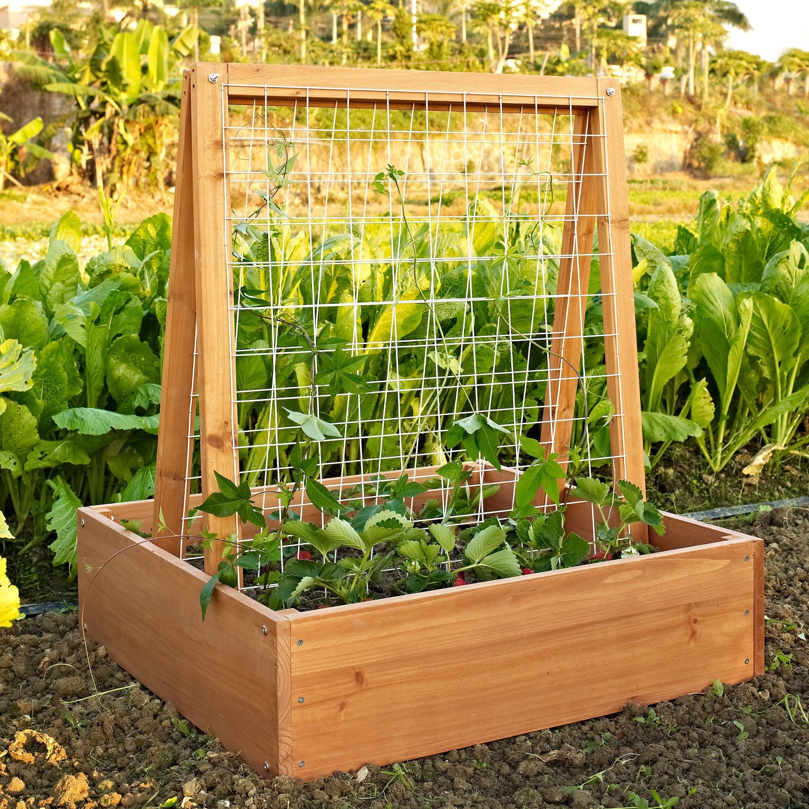 10 Raised Garden Beds That Fit Any Backyard Space | Wire trellis ...