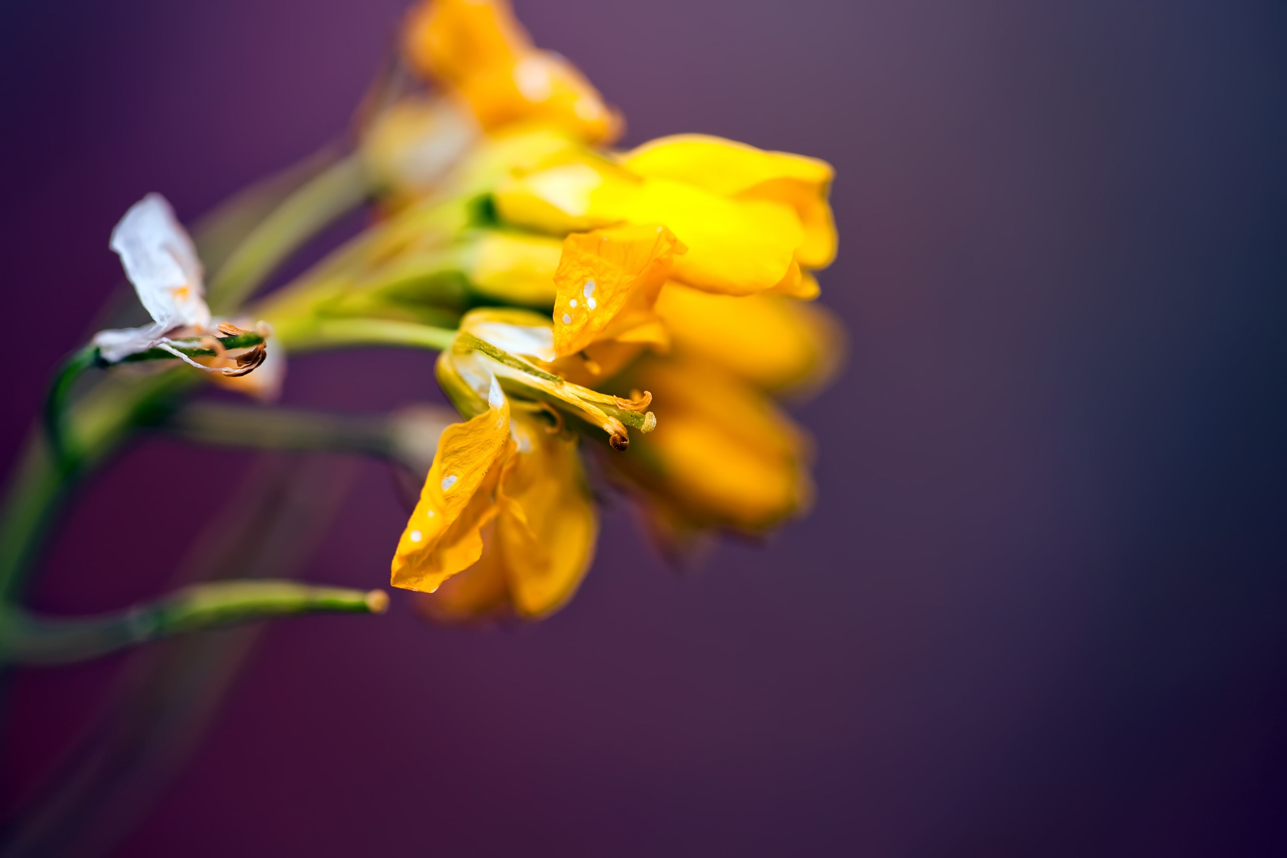 Free photo: Flowers - Bloom, Nature, Purple - Free Download - Jooinn