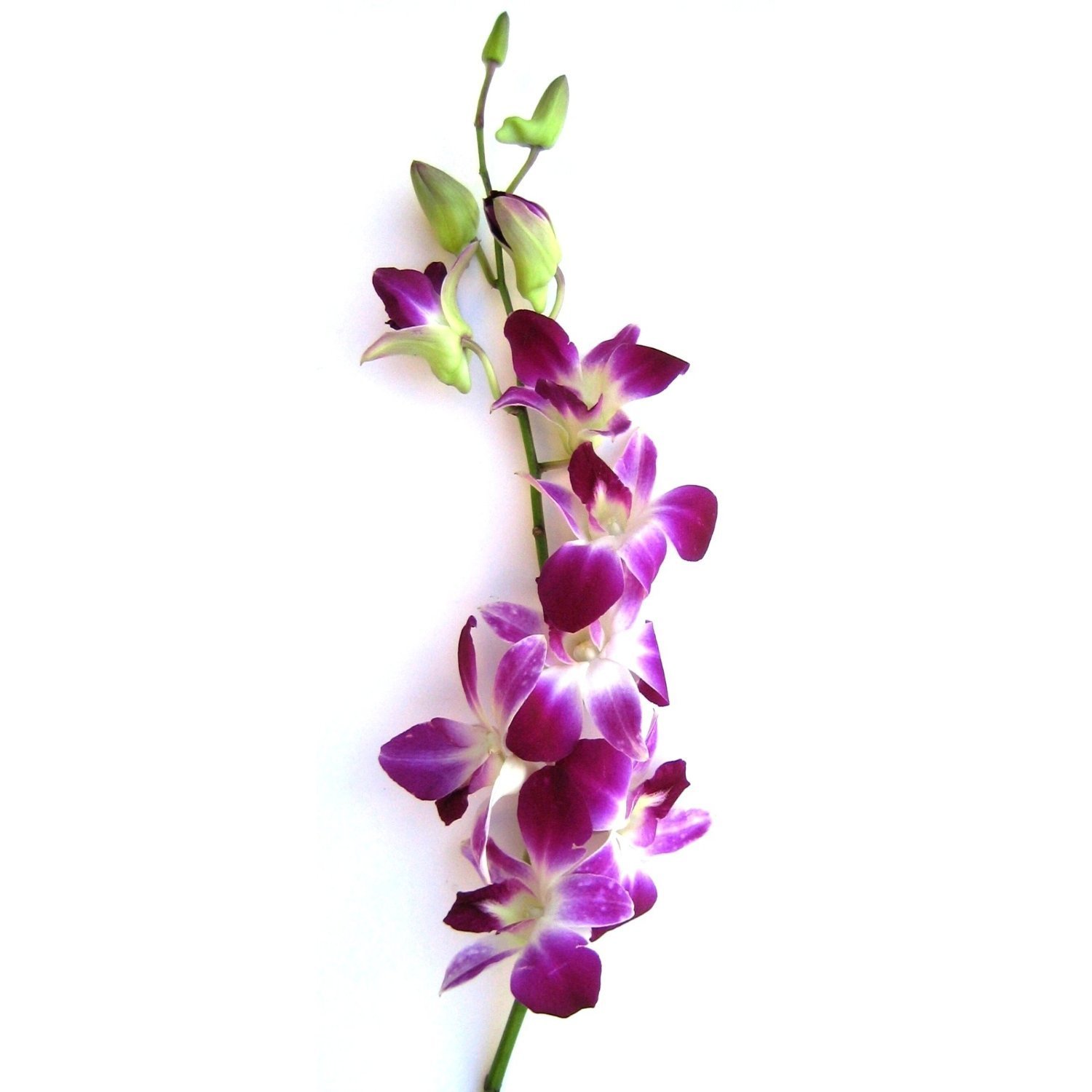 Amazon.com: Fresh Flowers- 20 Purple Dendrobium Orchids: Garden ...