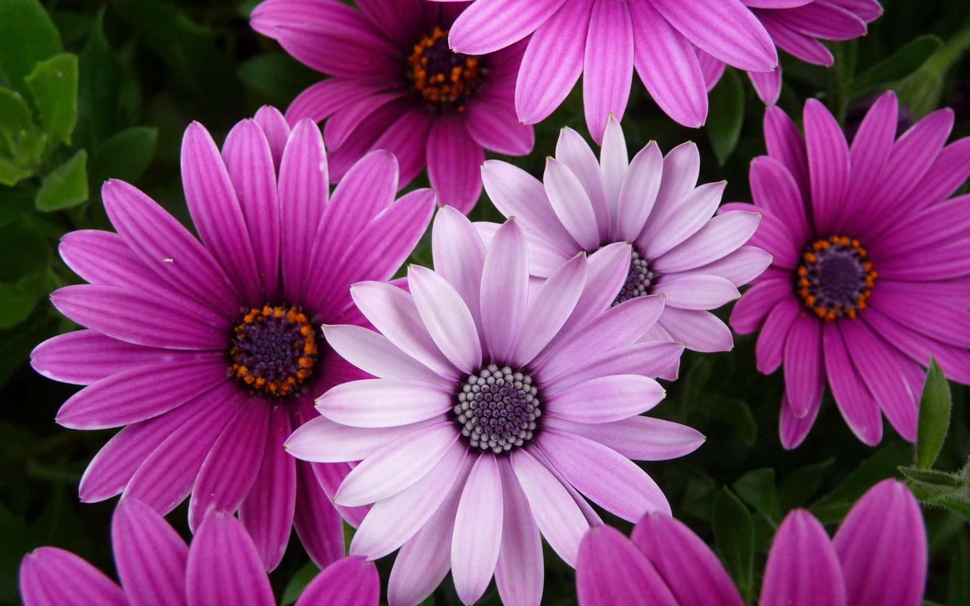 Purple flowers photo