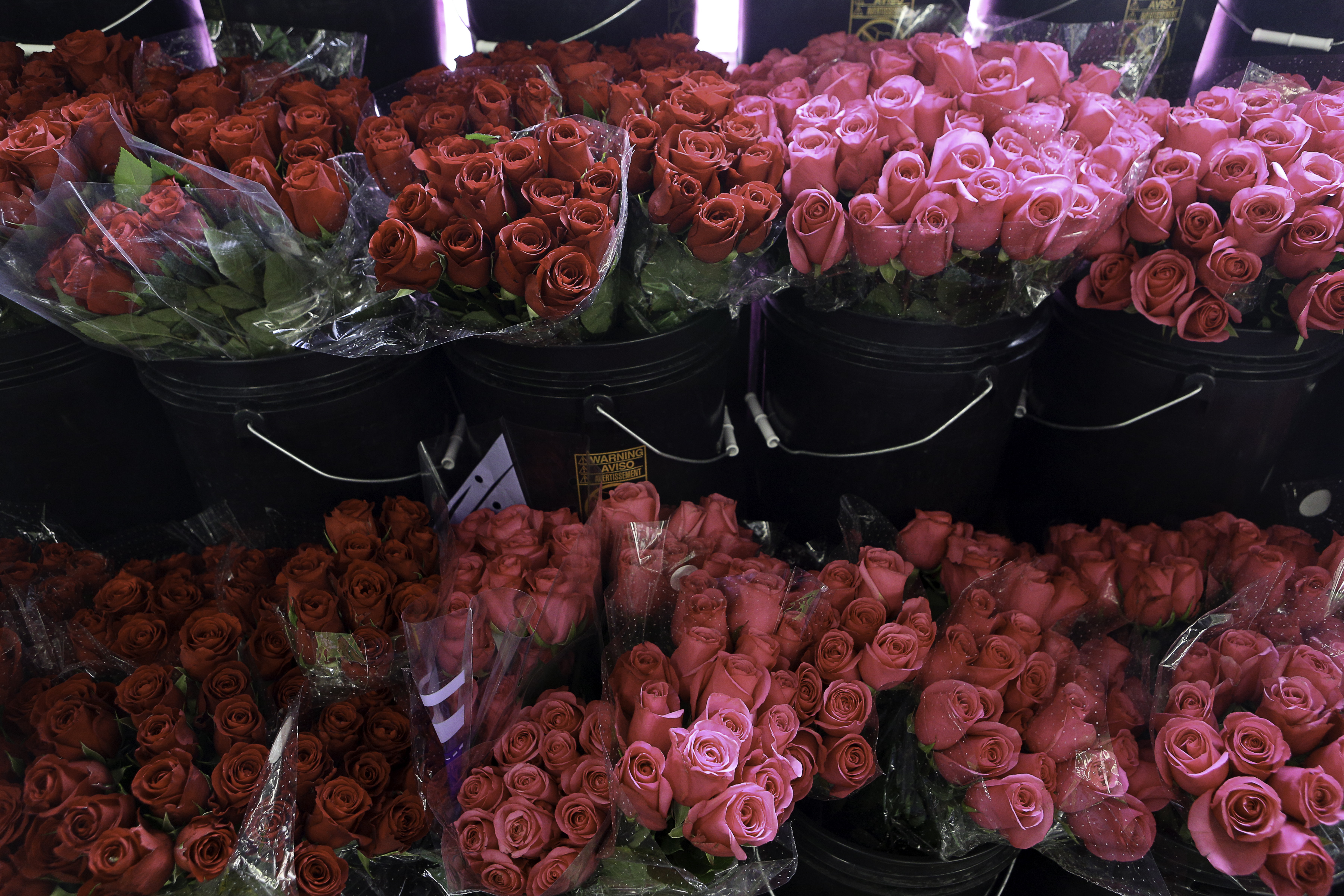Rubia Flower Market – Florist – West Lafayette, Indiana – Fresh ...