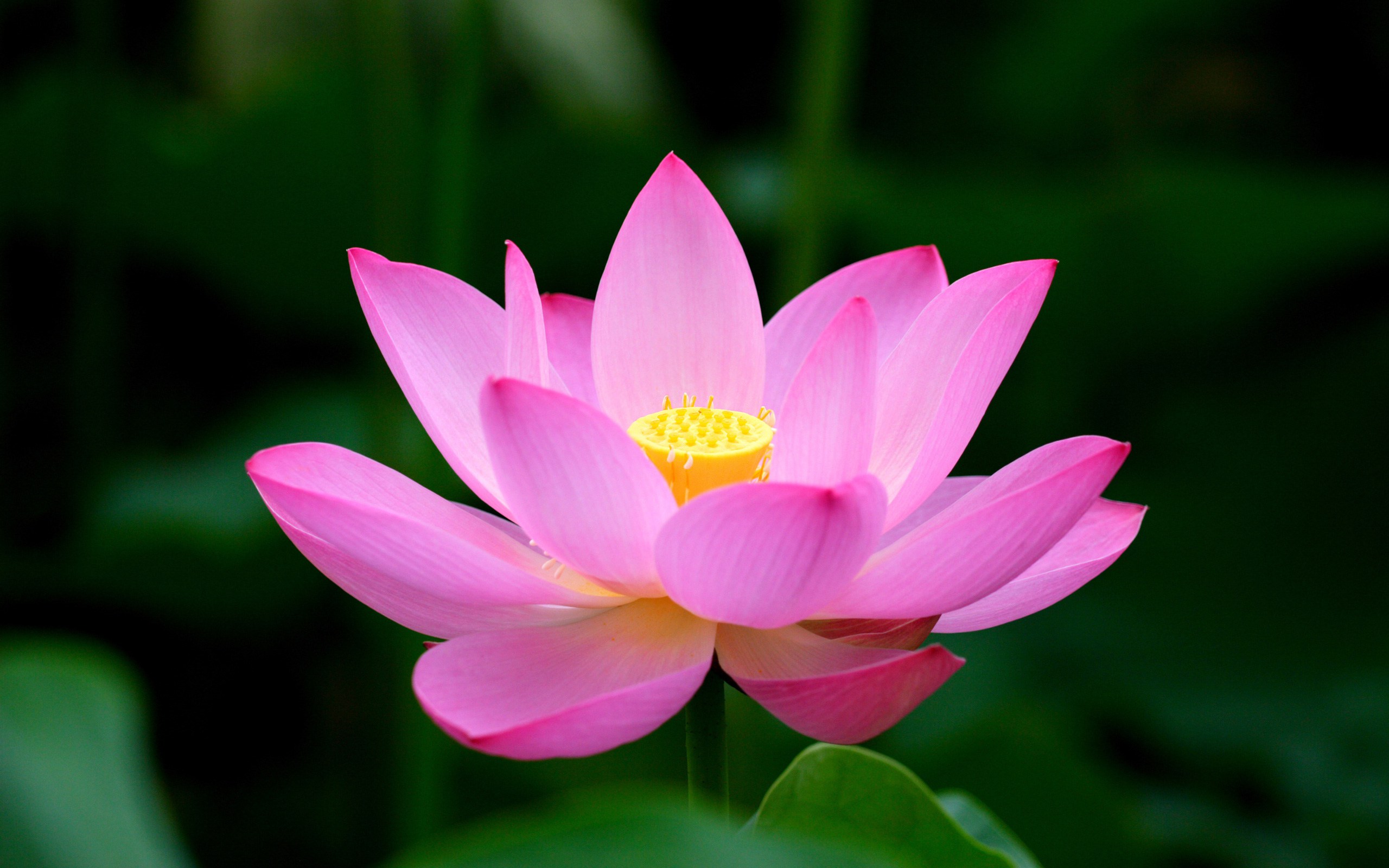 Lotus Flower Meaning and Symbolism - Mythologian.Net