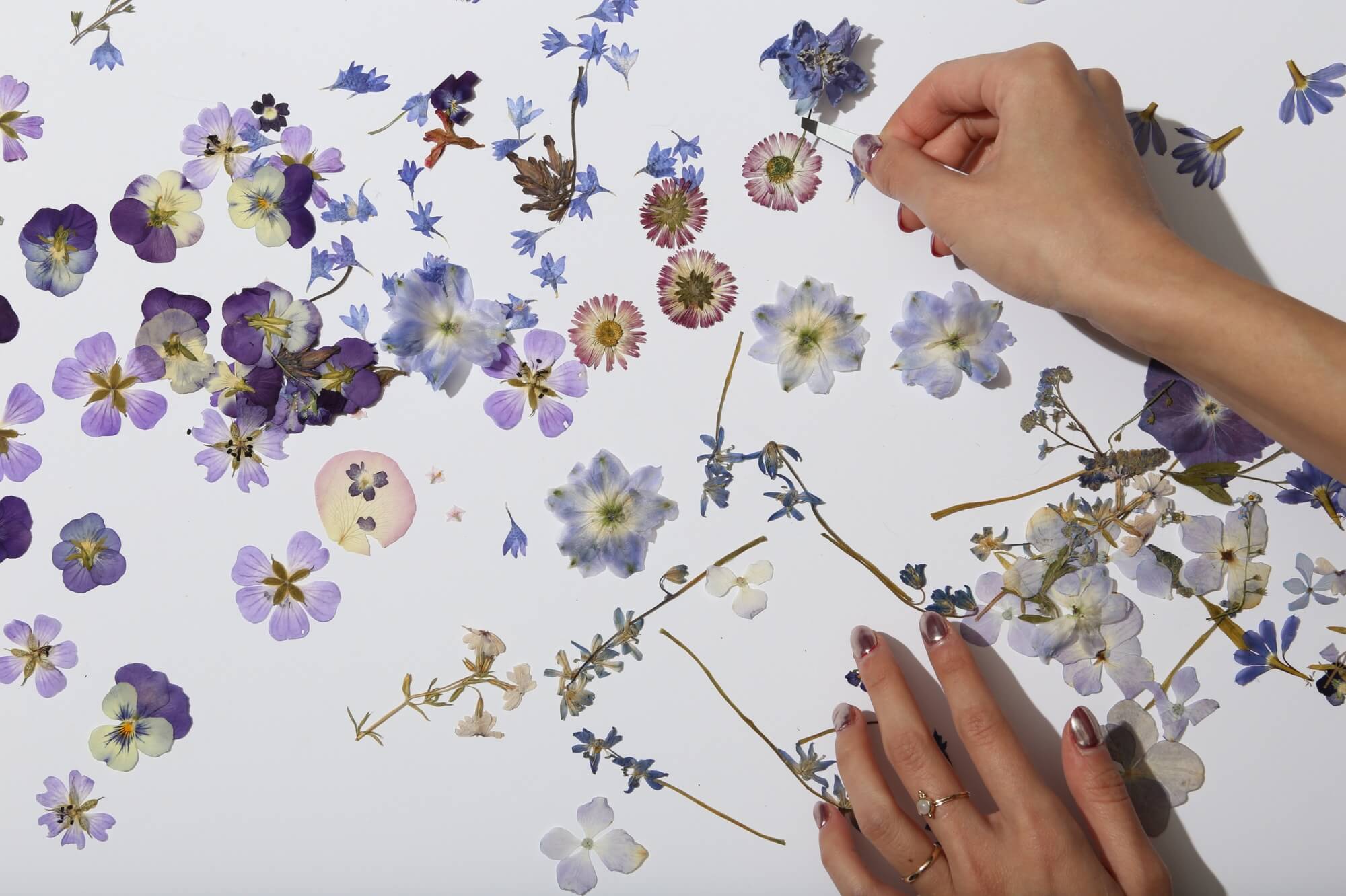 Pressed flower tips and tricks from our studio – Paperless Post Blog