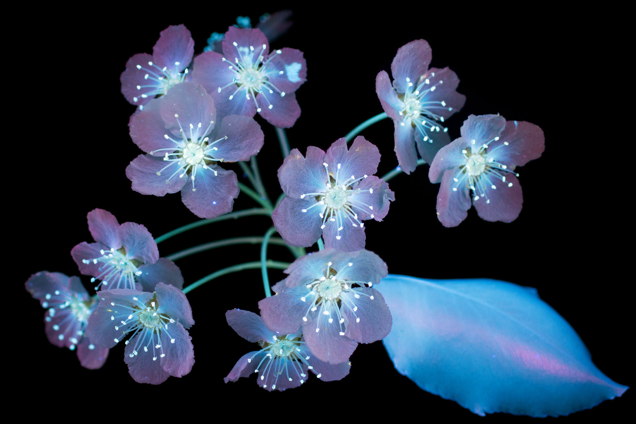 Pictures: Flowers Glow Under UV-Induced Visible Fluorescence