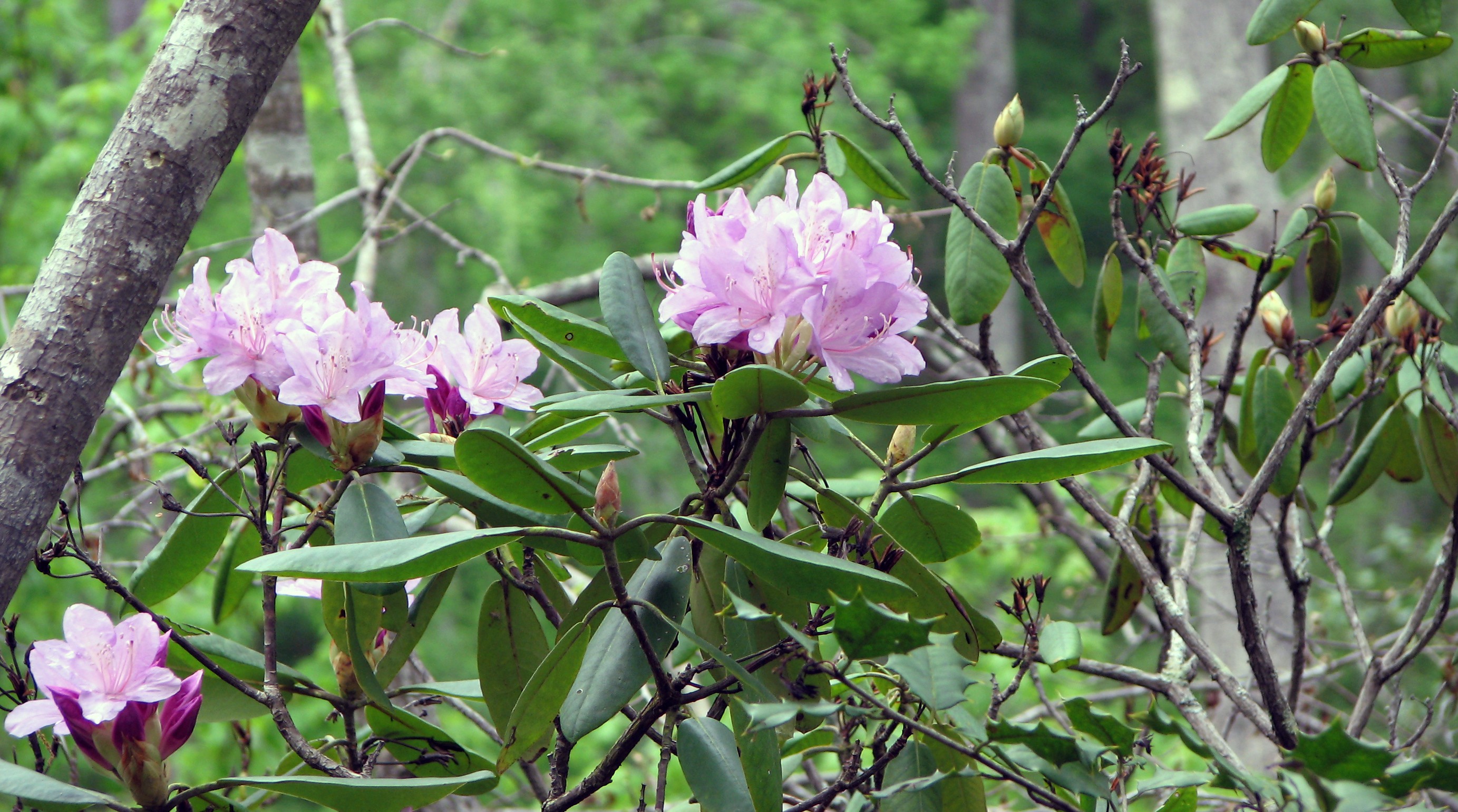 Easy Walk to Stunning Spring Flowers - Triangle Land Conservancy