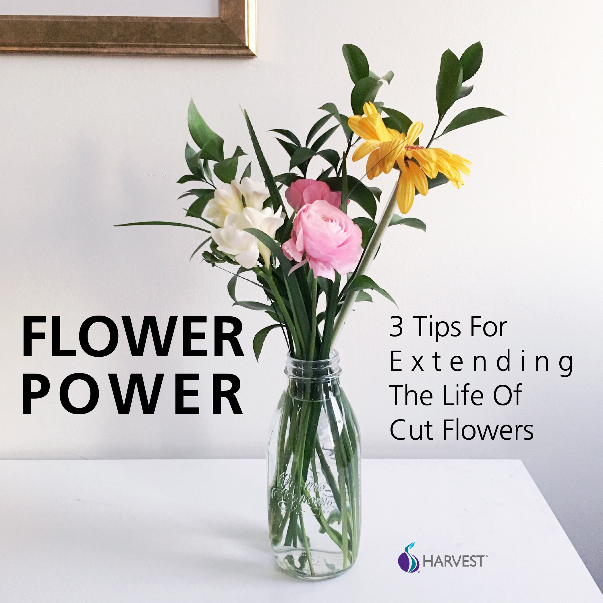Flower Power: 3 Tips for Prolonging the Life of Your Cut Flowers