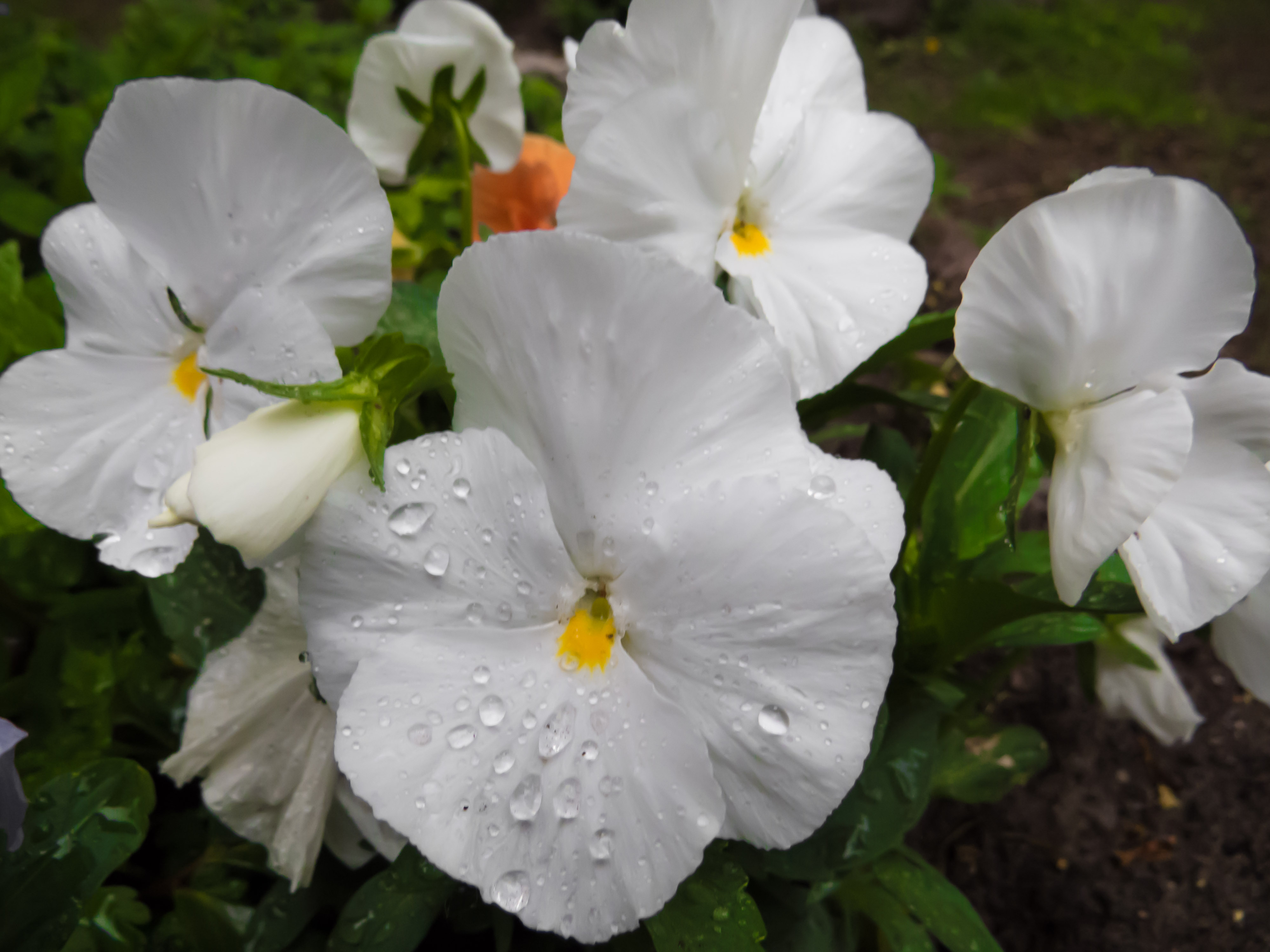 Flowers after the rain photo