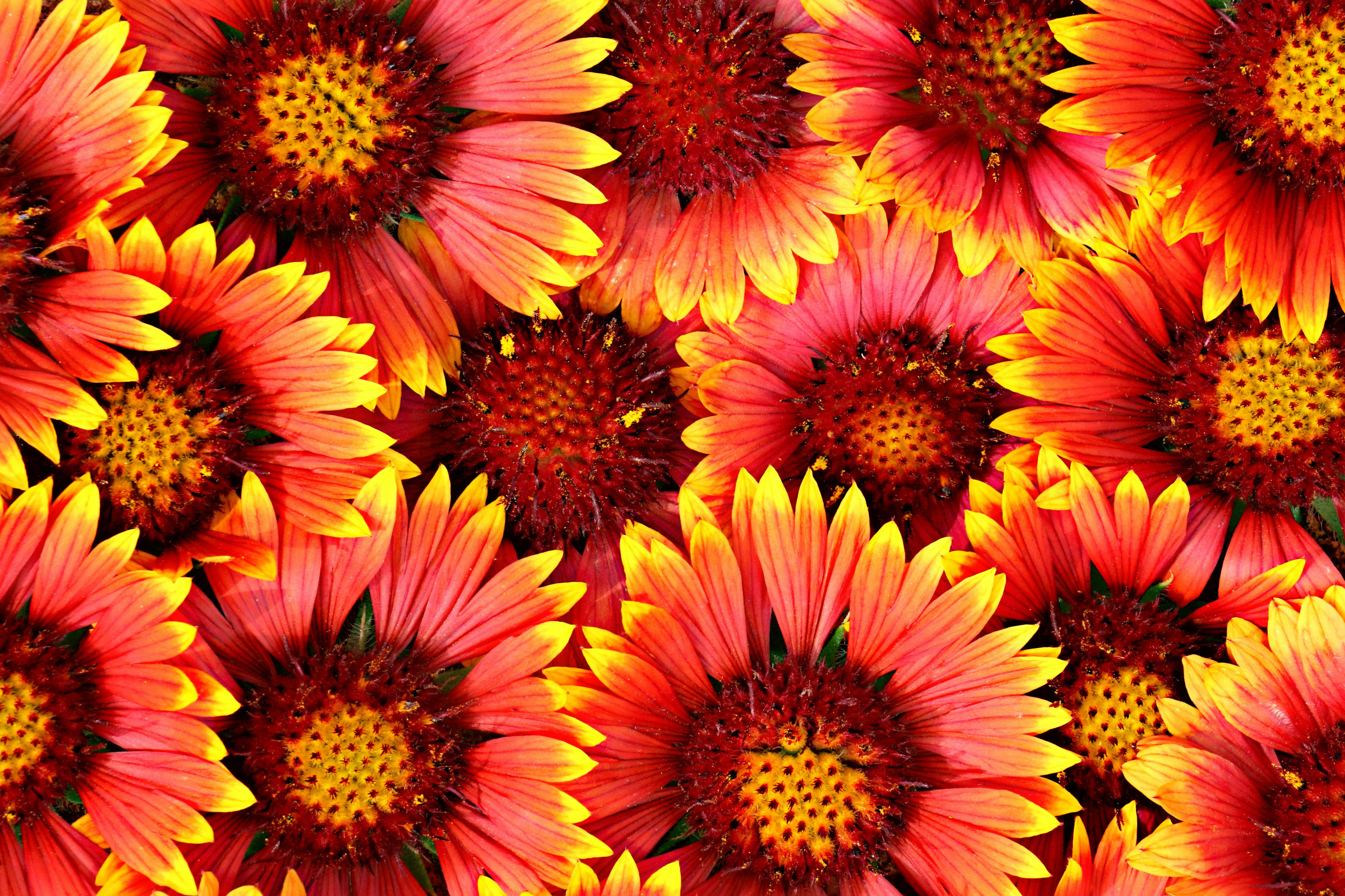 Free photo: Flowers background - Abstract, Sunshine ...