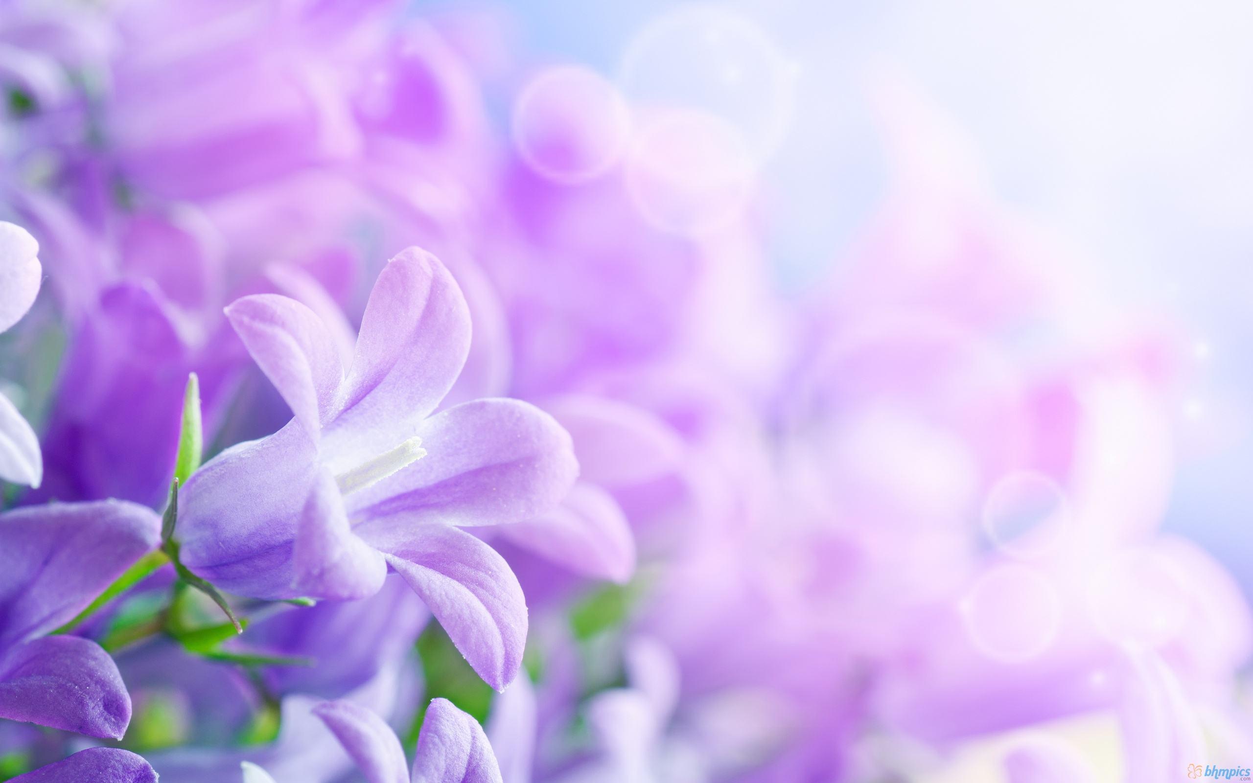 Purple Flowers Backgrounds - Wallpaper Cave