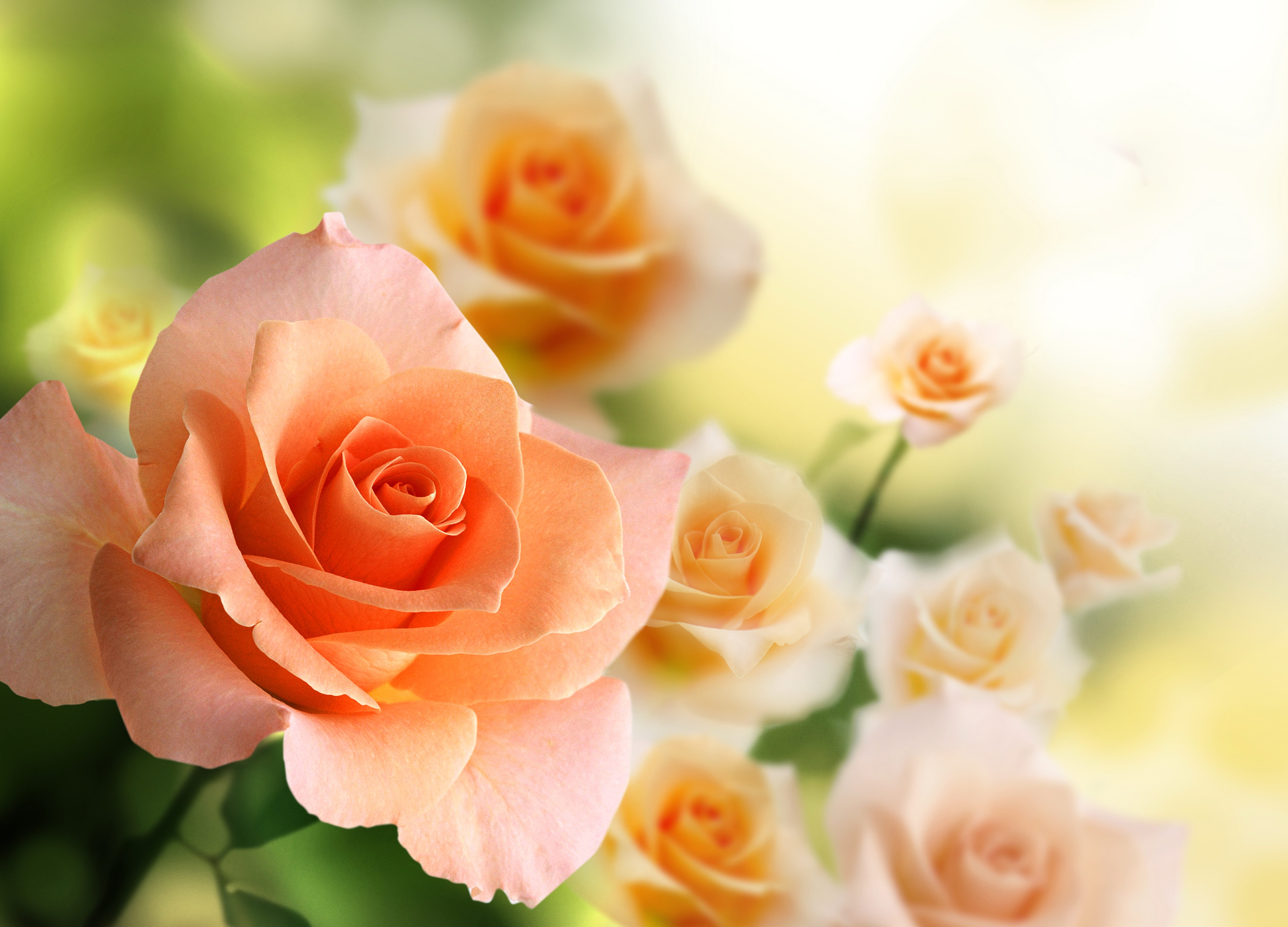 Flowers: Orange Rose Beauty Roses Nature Flowers Soft Flower ...