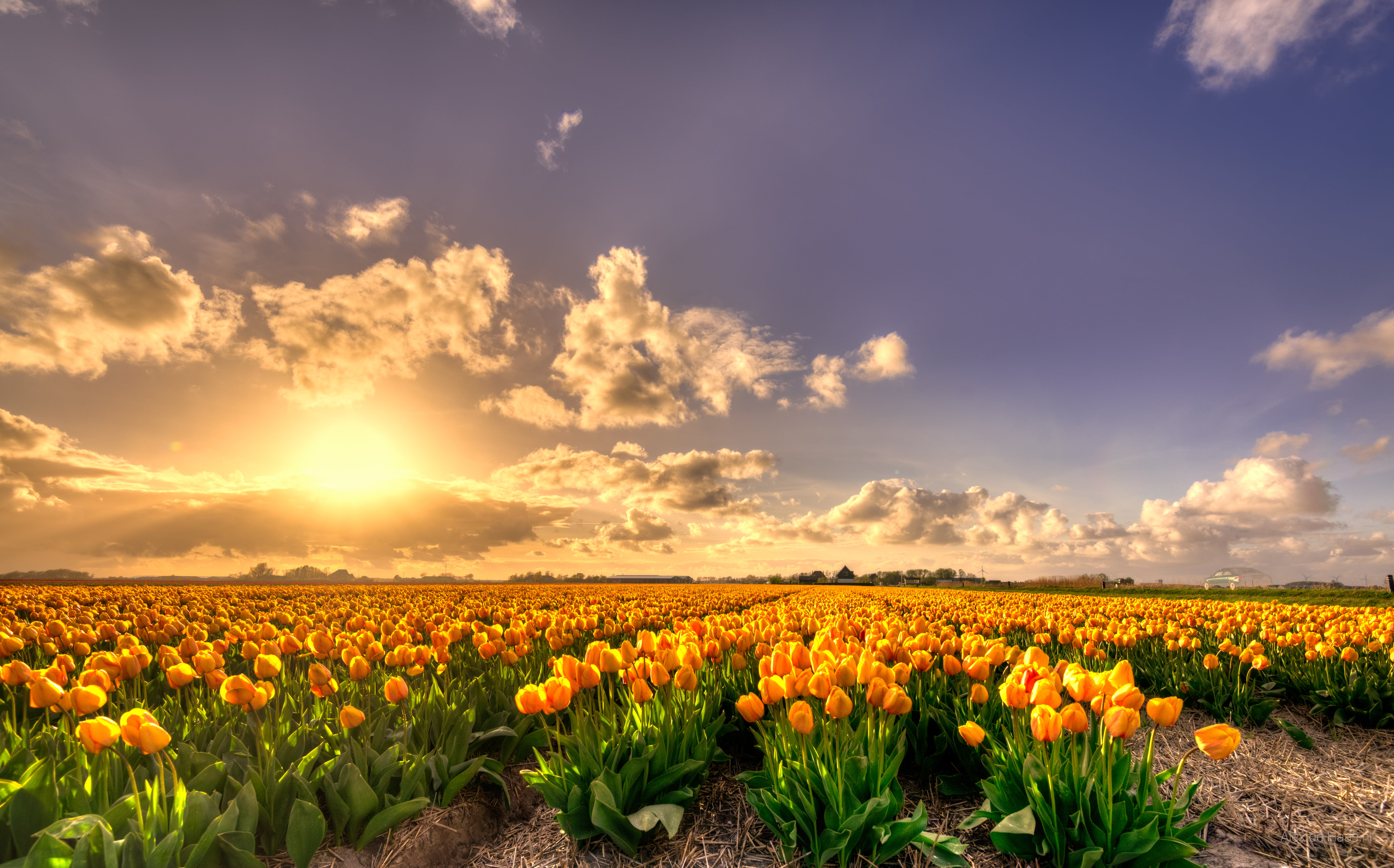 Yellow Tulip flowers field at sunset HD wallpaper | Wallpaper Flare