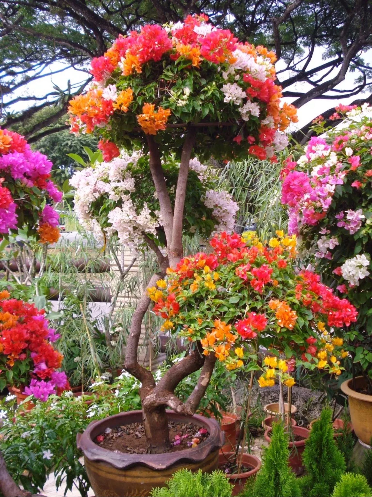 Flowers galore | NATURE'S SPLENDOR | Pinterest | Flowers ...