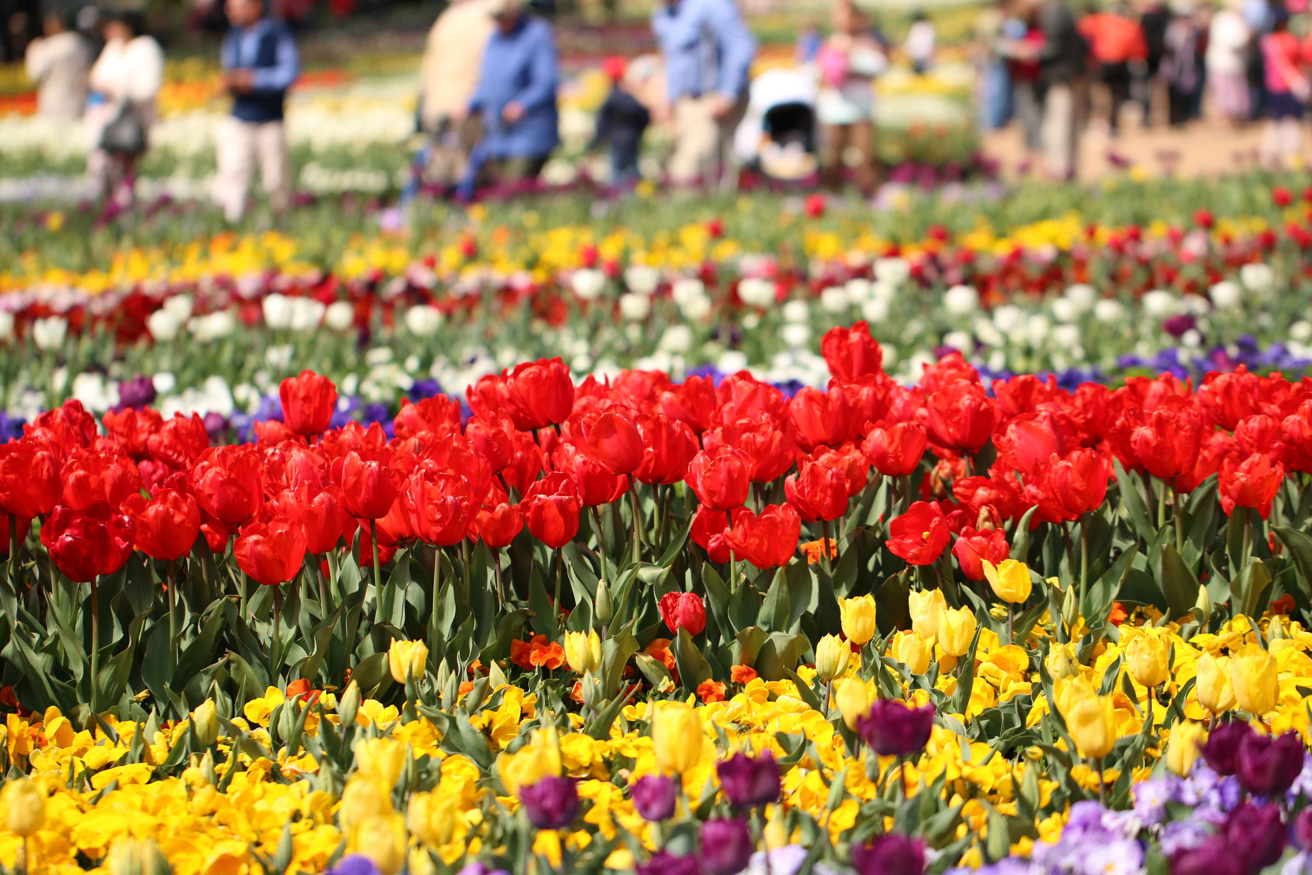 Photo Essay: Floriade Night and Day | Photo essay and Flowers