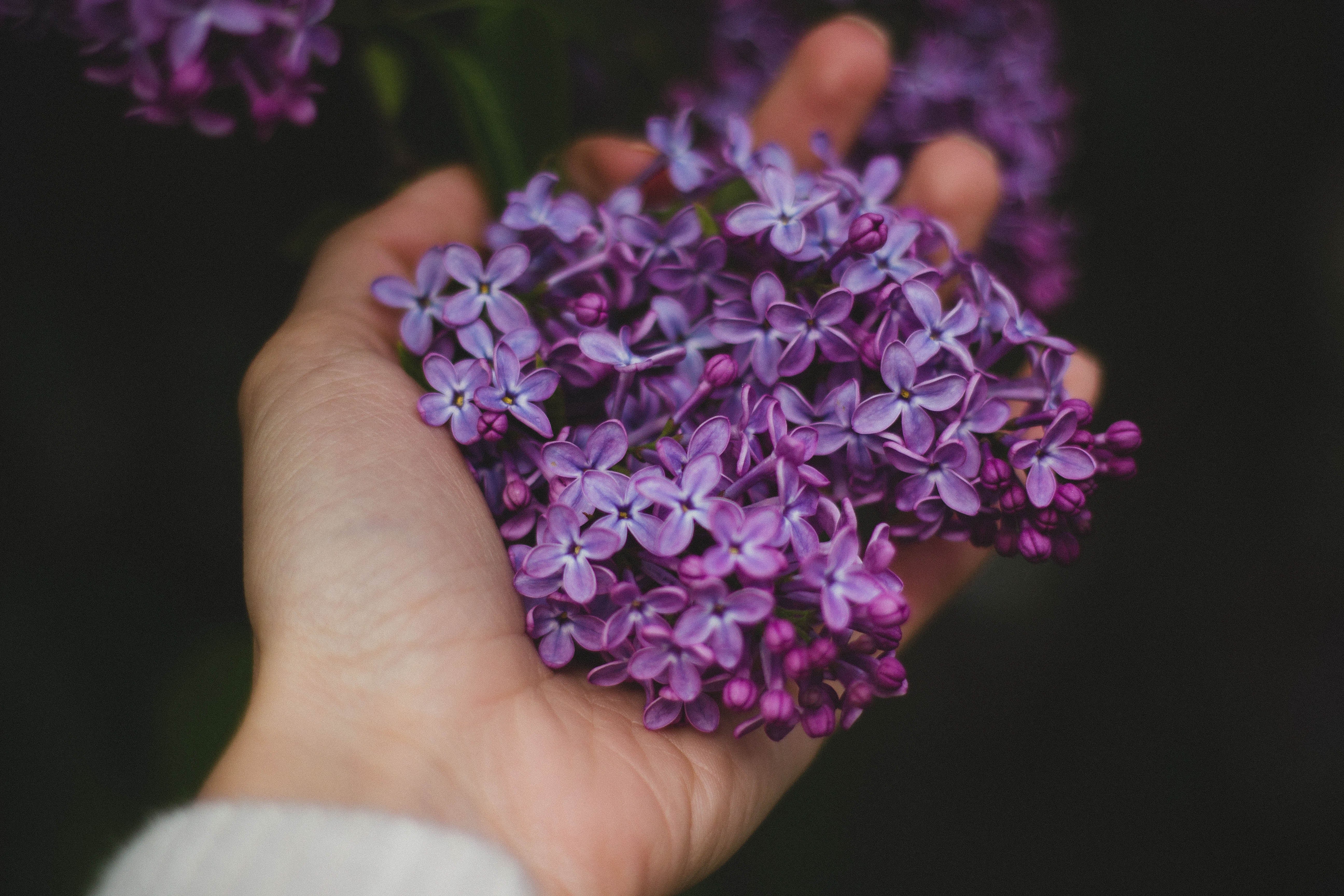 Free stock photo of flowers, hand, lavender