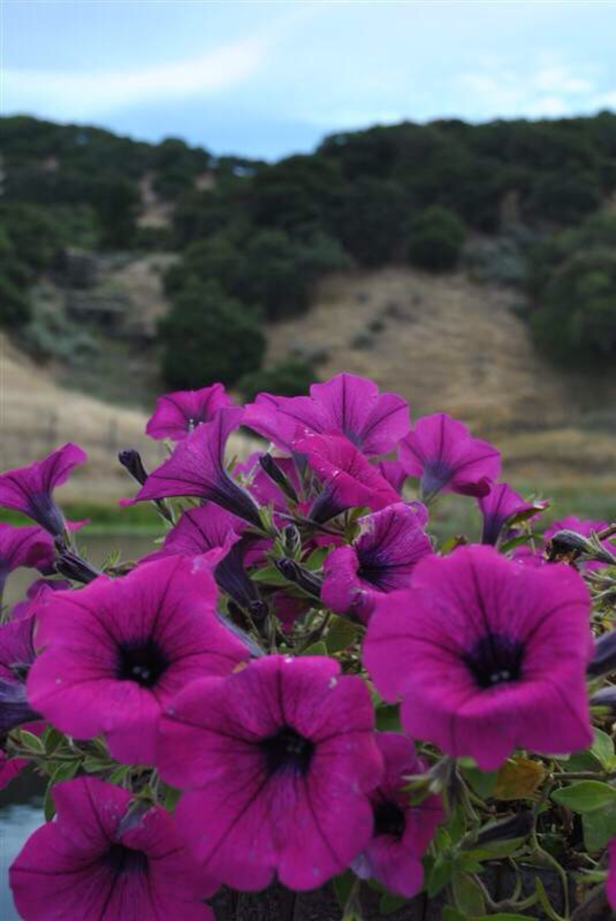 Napa Valley, California - Flowers in a early summer