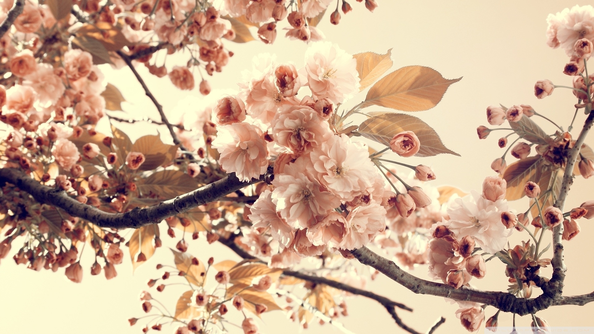 Tree Flowers Sepia ❤ 4K HD Desktop Wallpaper for 4K Ultra HD TV ...
