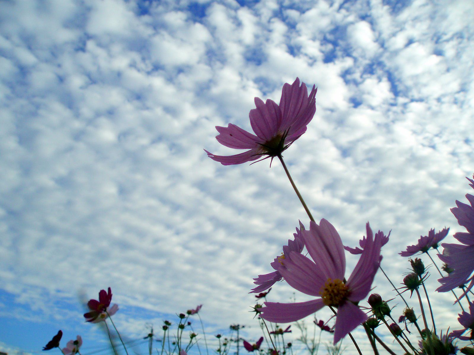 Beautiful Flowers in Sky Background