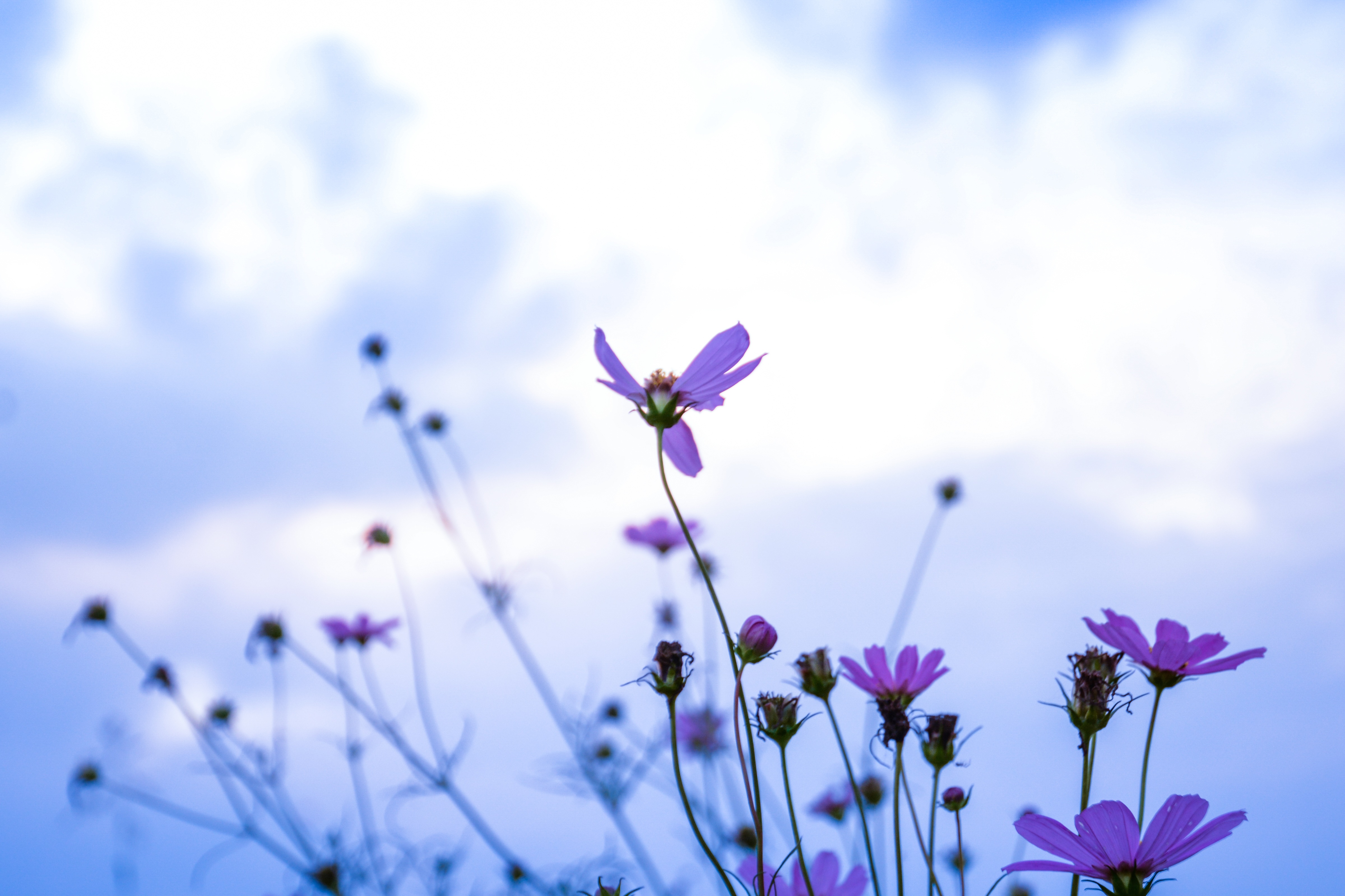 Free Images : landscape, nature, grass, branch, blossom, sky, meadow ...