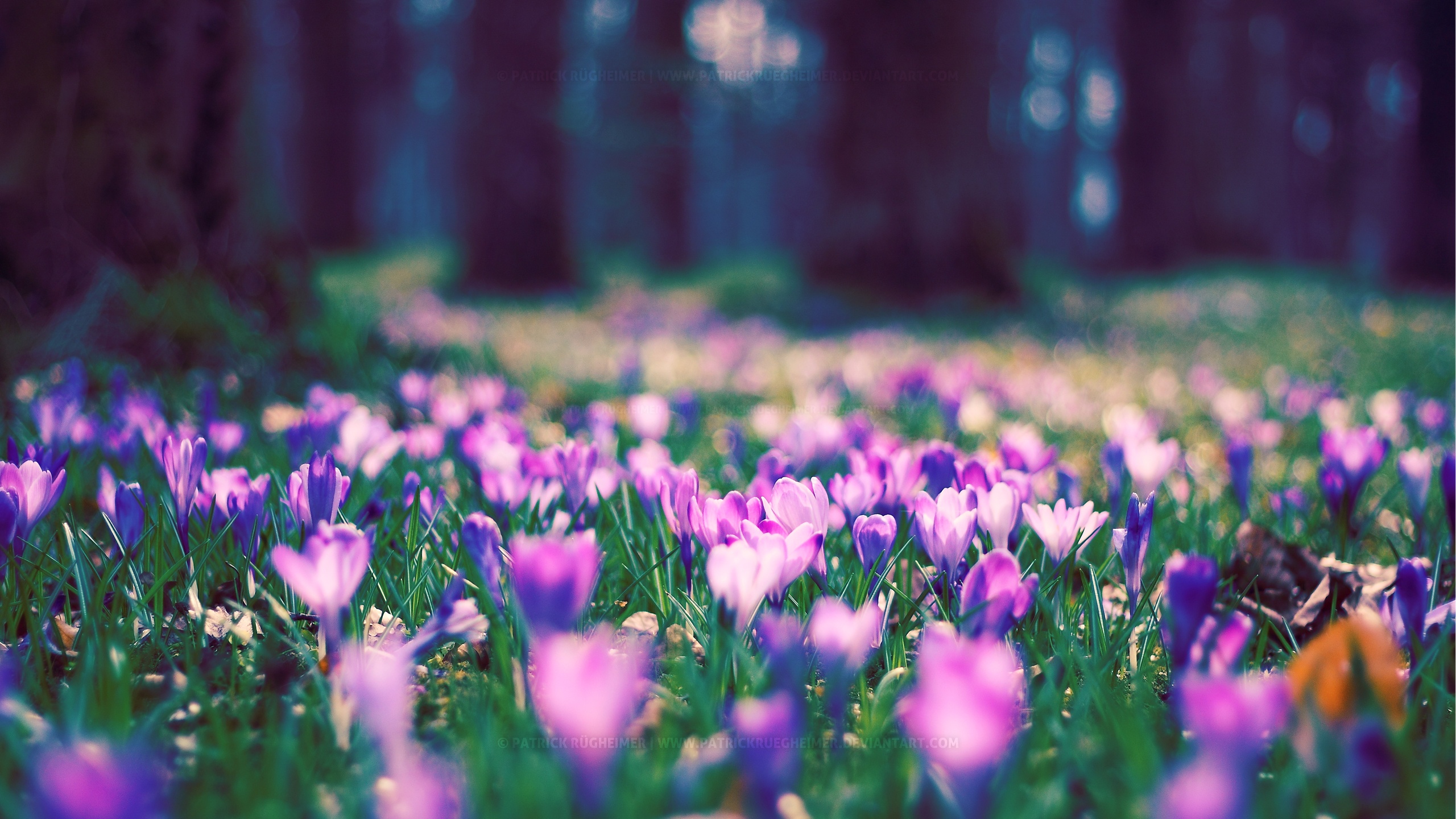 Spring flowers wallpaper nature wallpapers for free download about ...