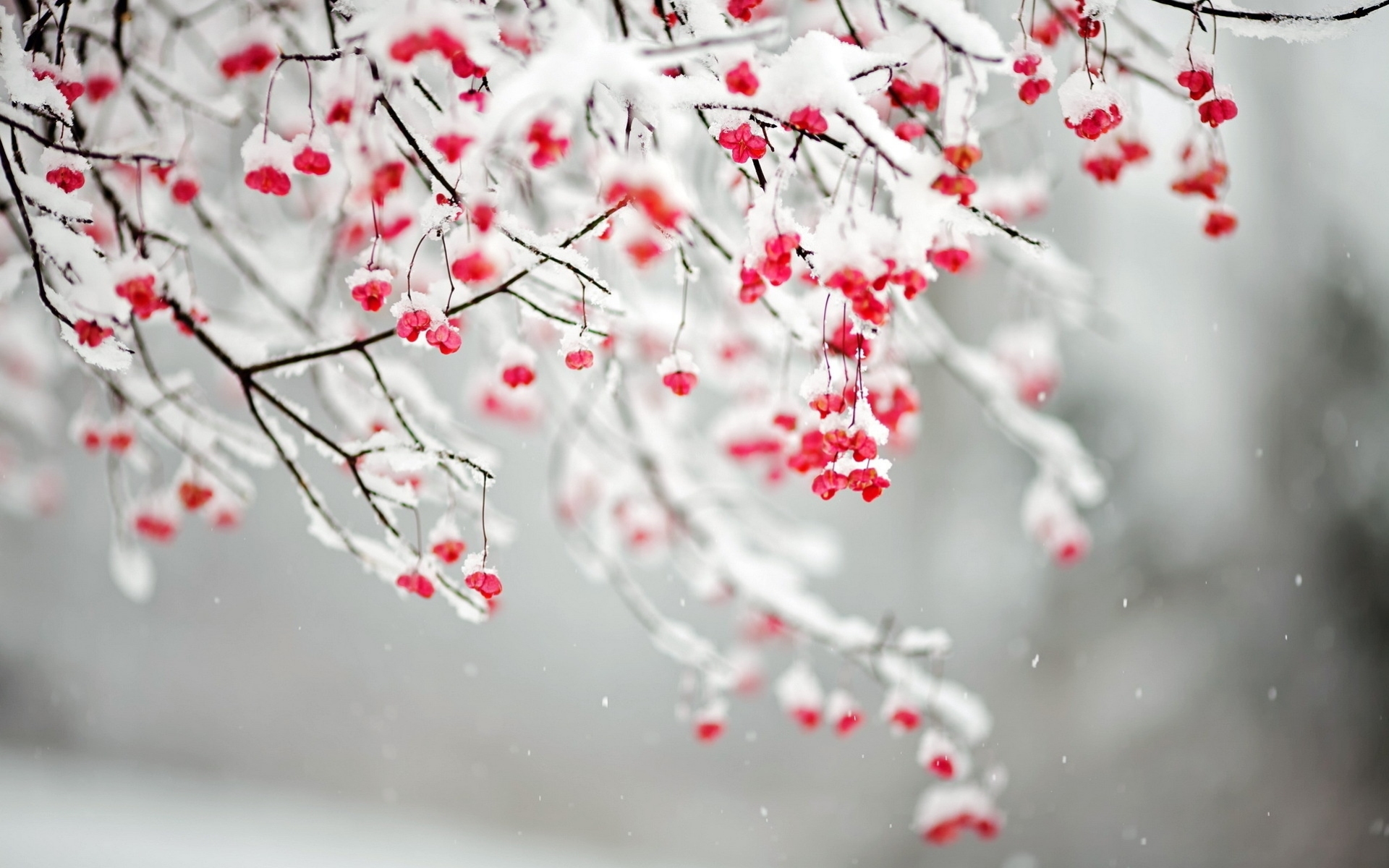 Winter Flowers - Wallpaper, High Definition, High Quality, Widescreen