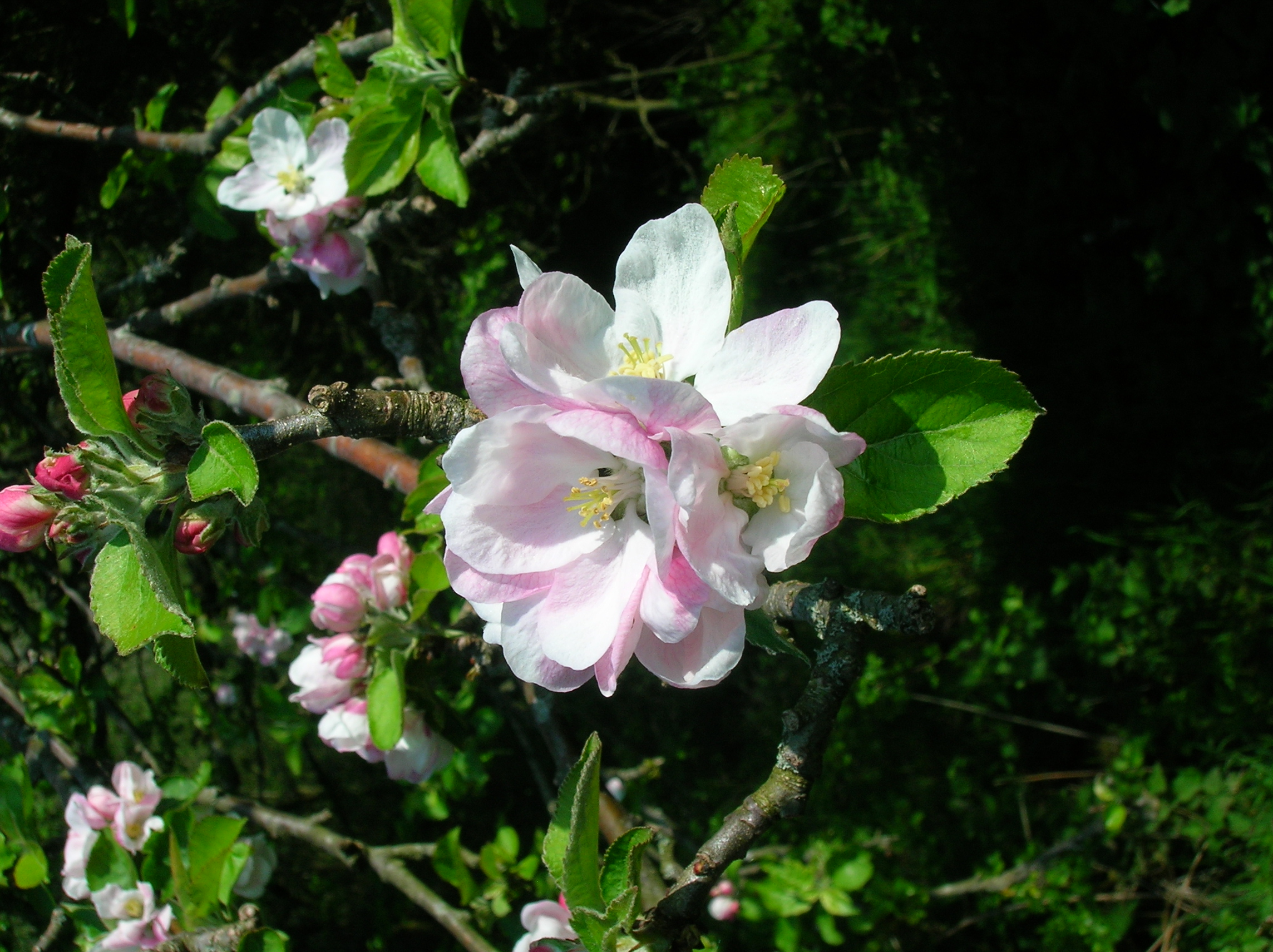 File:Apple tree blossom.JPG - Wikimedia Commons