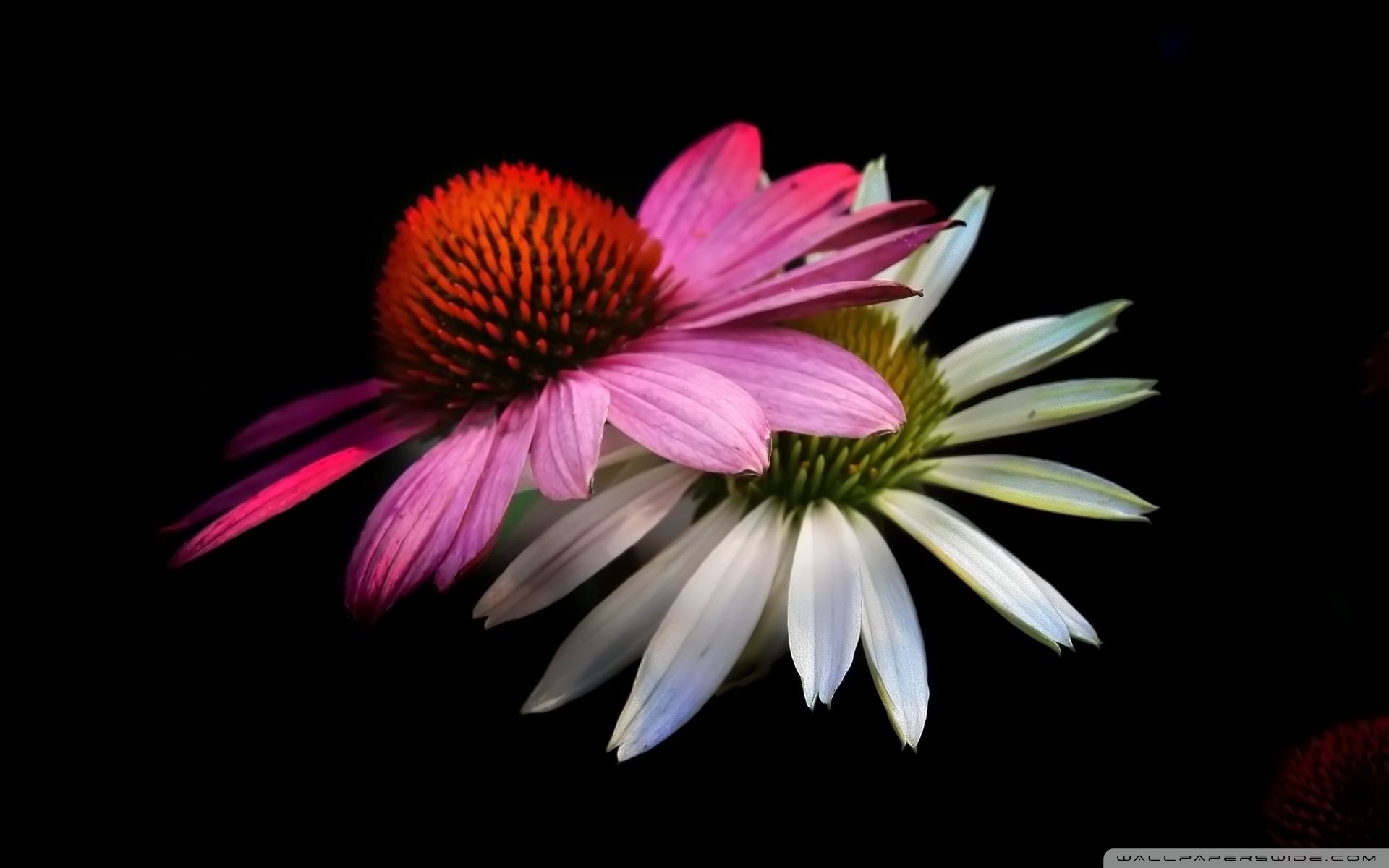 Cone Flowers, Black Background ❤ 4K HD Desktop Wallpaper for 4K ...
