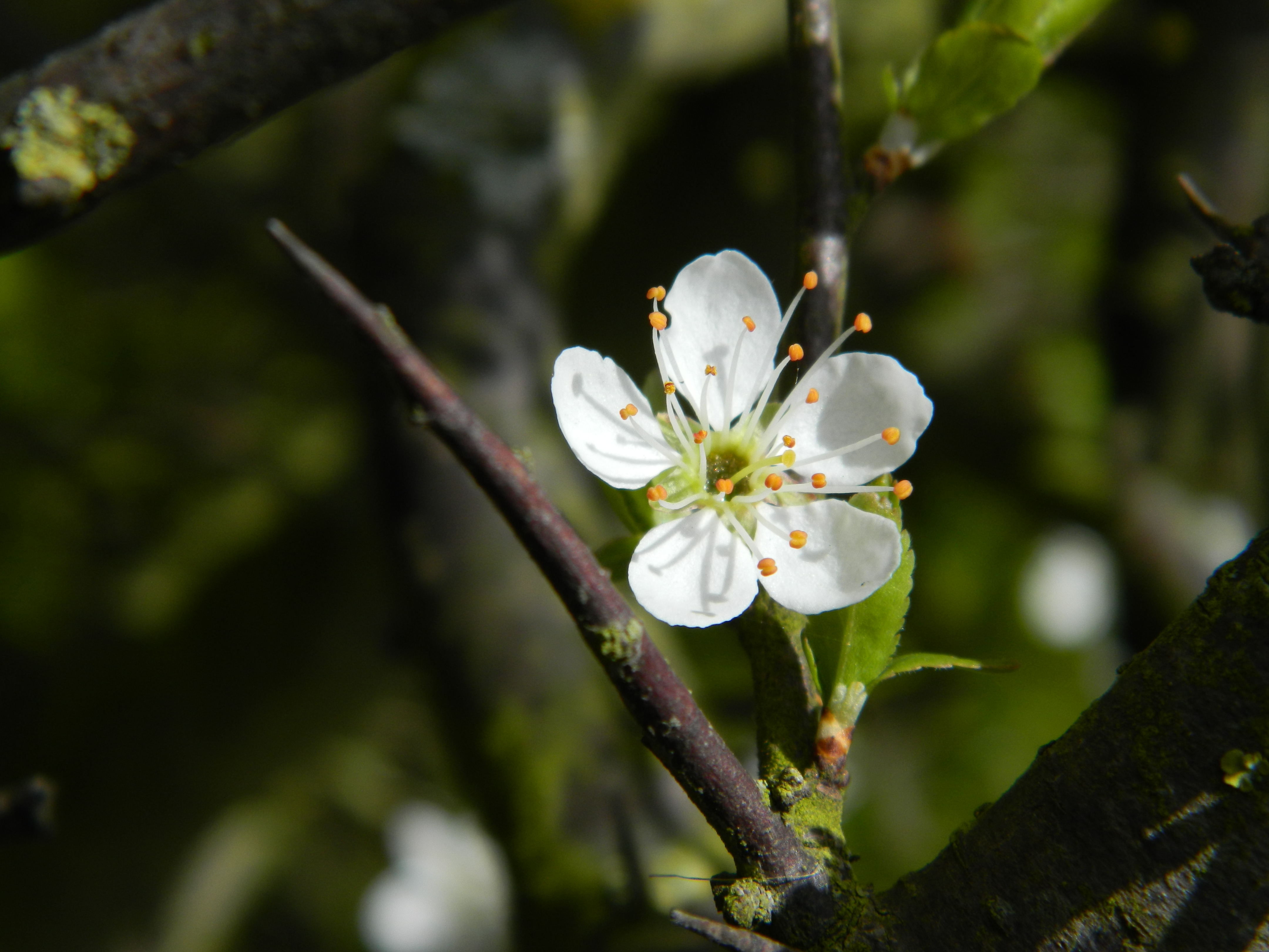 Need a hedge? Hawthorn or Blackthorn? I say BOTH! – Sow and So