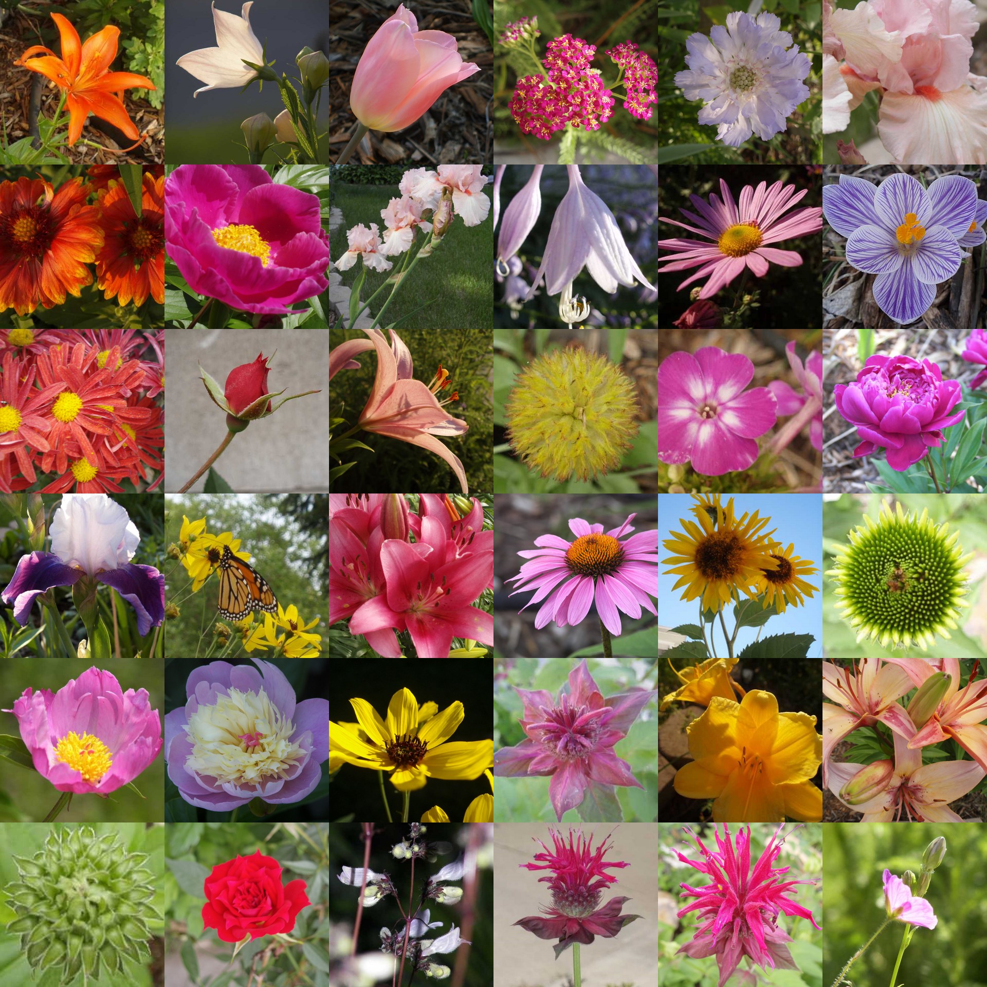 Многообразие цветов