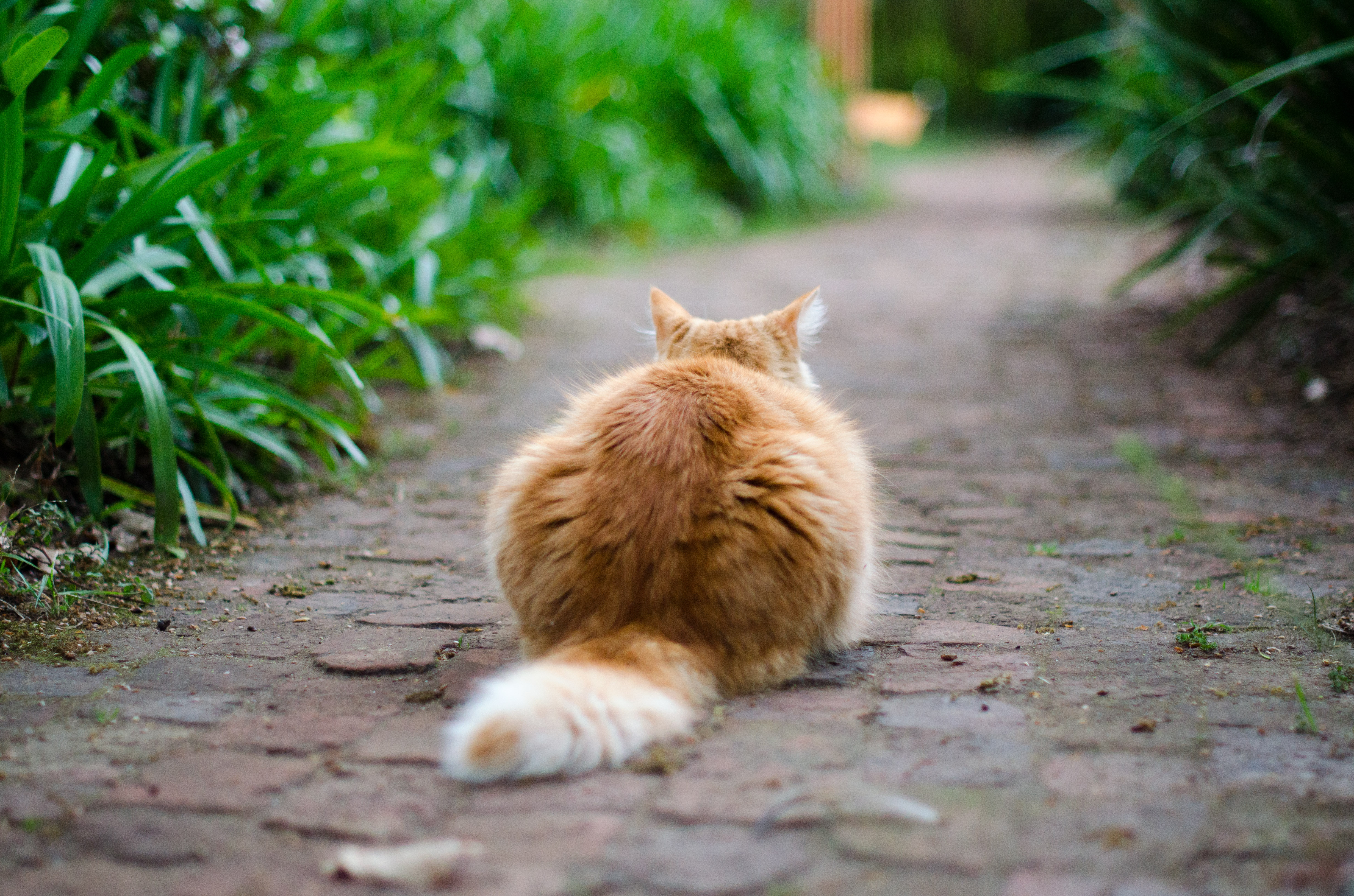 Fluffy caramel cat sitting on a garden path photo