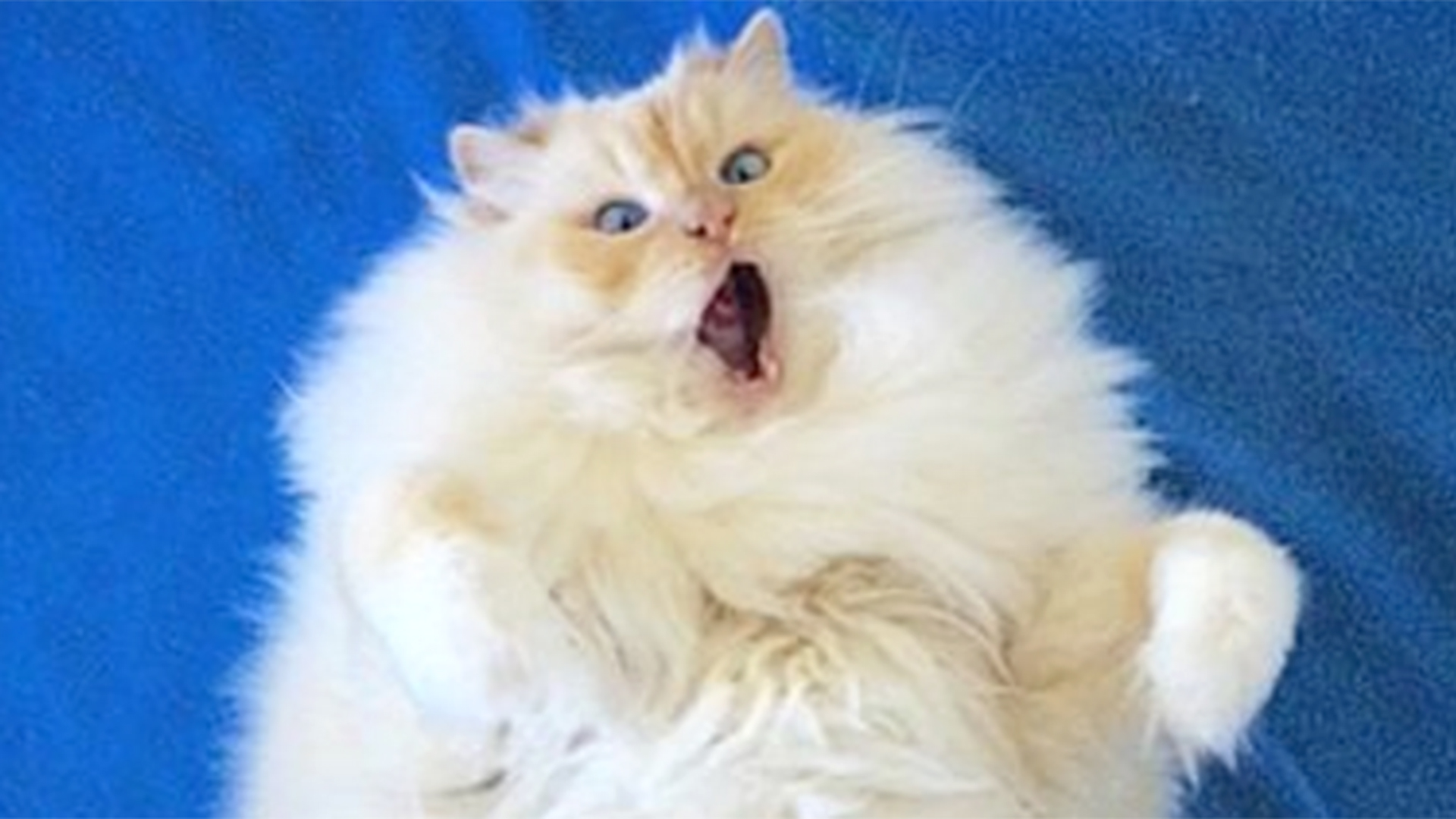 This cat named Sky the ragdoll is almost too fluffy to be real