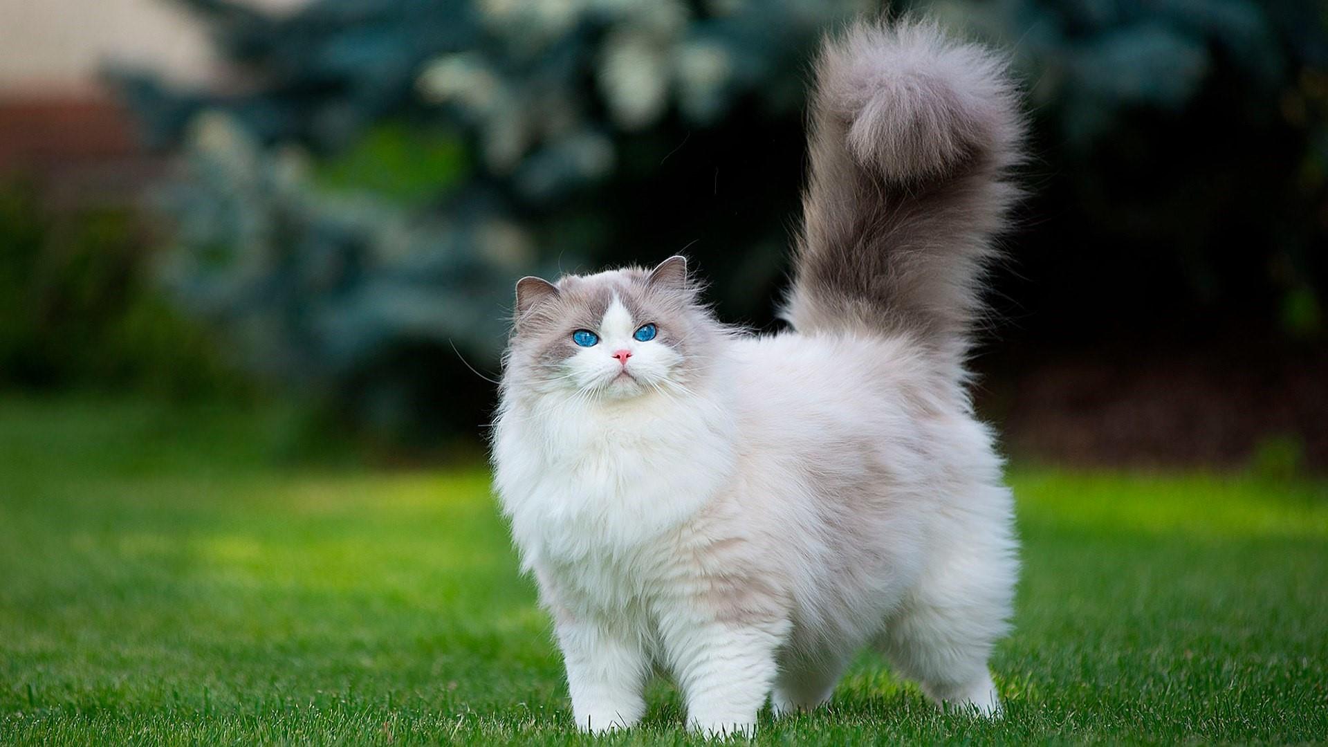 Extremly Fluffy Cat With Blue Eyes Wallpaper | Wallpaper Studio 10 ...