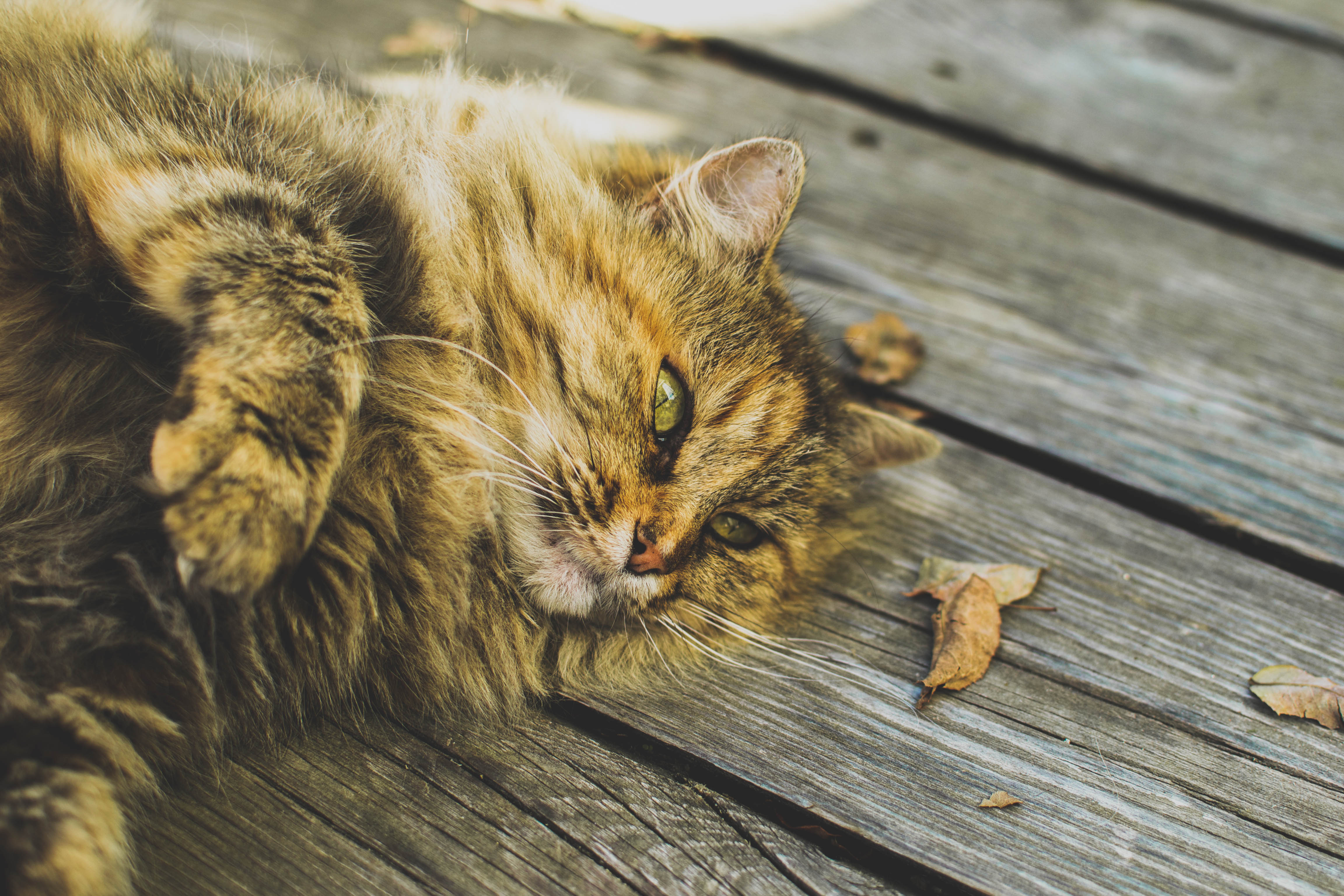 Fluffy cat laying on a wooden deck photo
