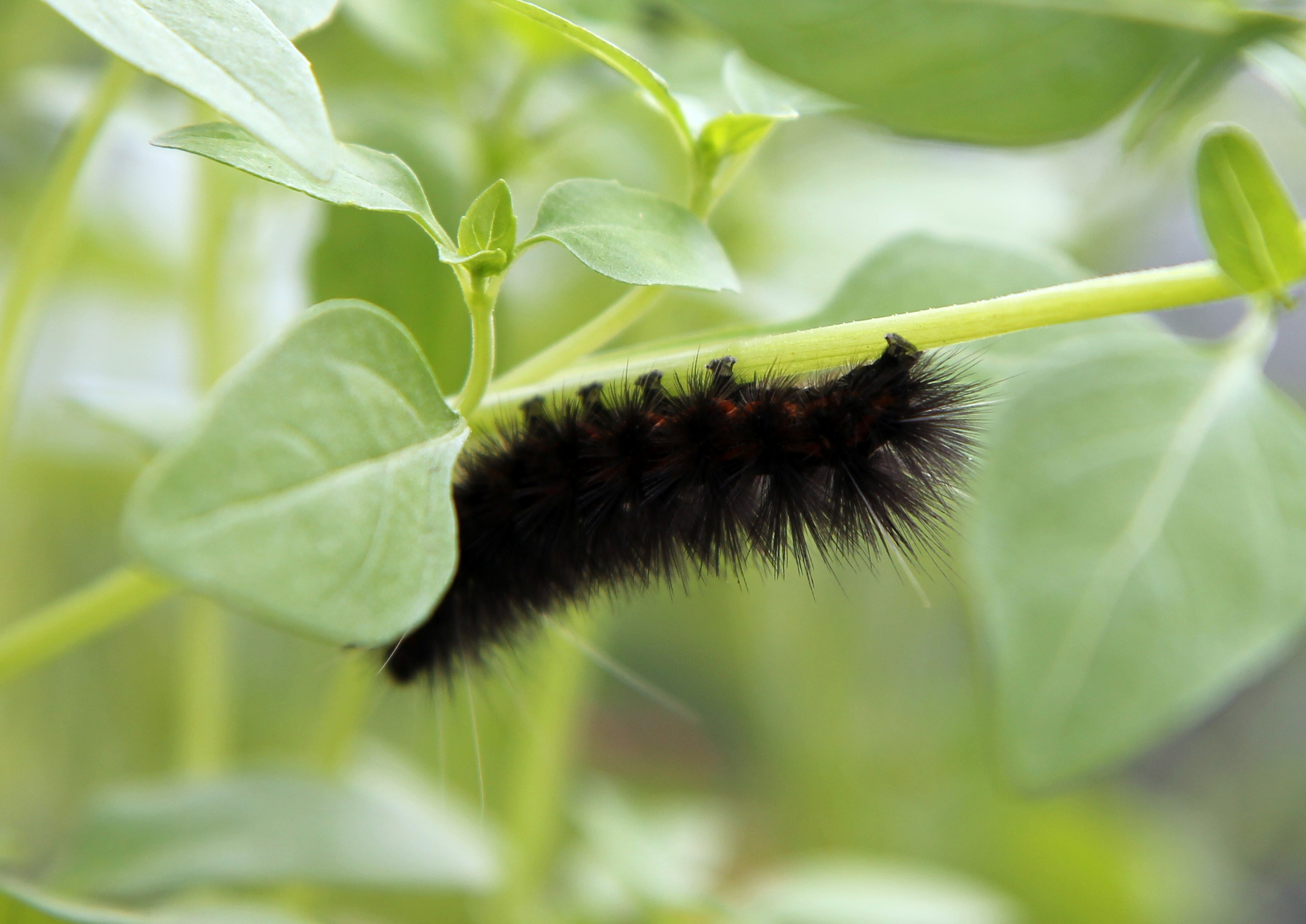 black fluffy caterpillar | Big adventures in a small place