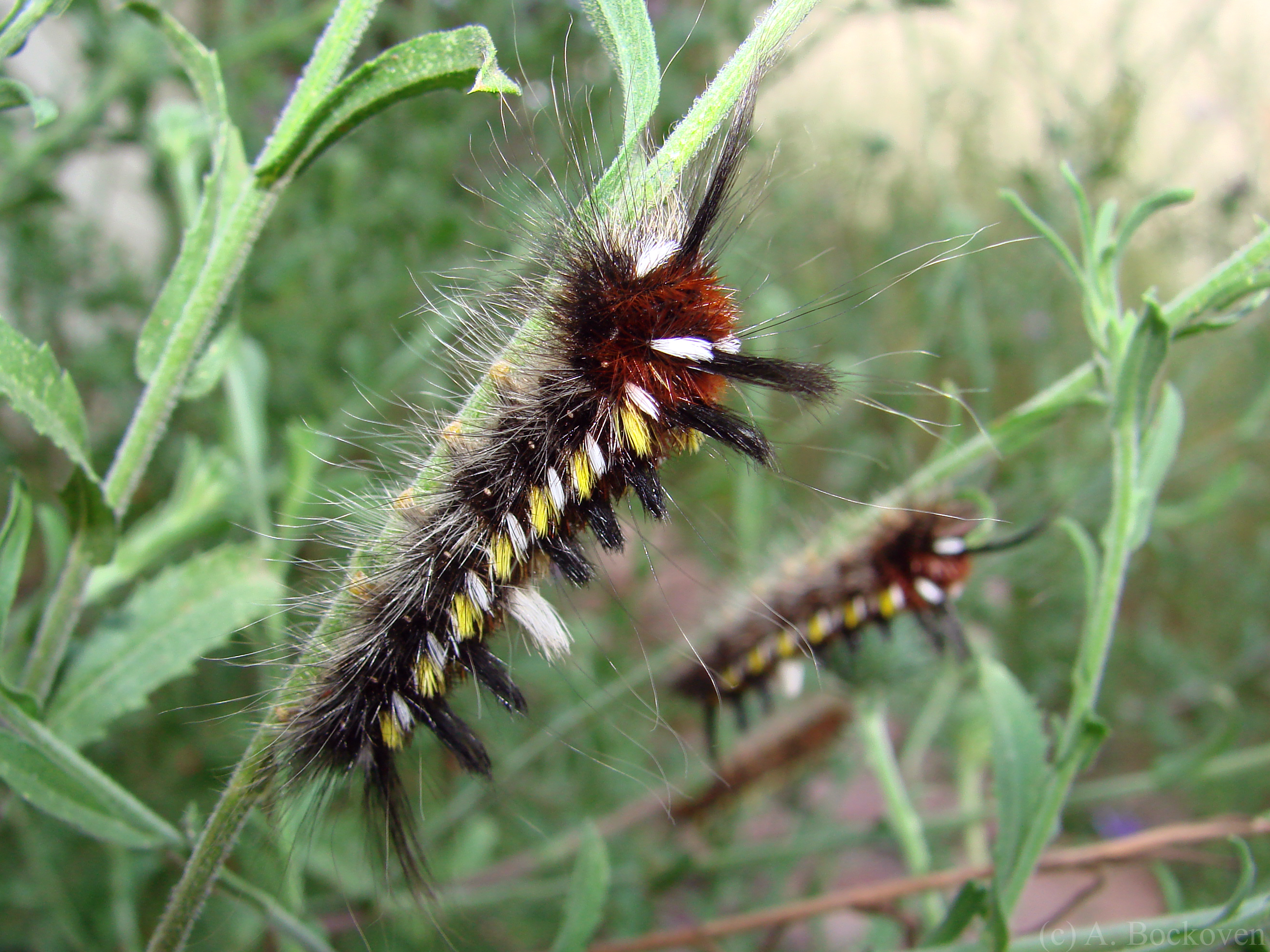 Fluffy Caterpillars and Latin Names | 6legs2many