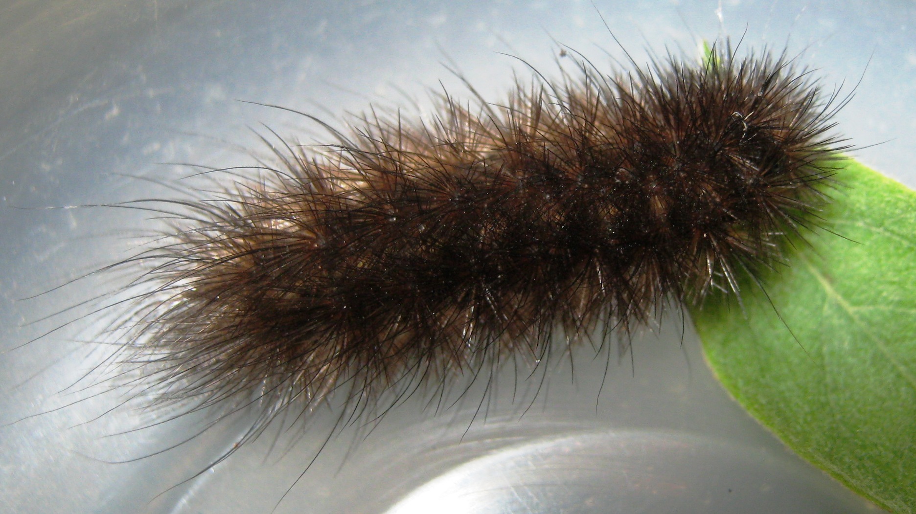 NaturePlus: What is this fluffy caterpillar?