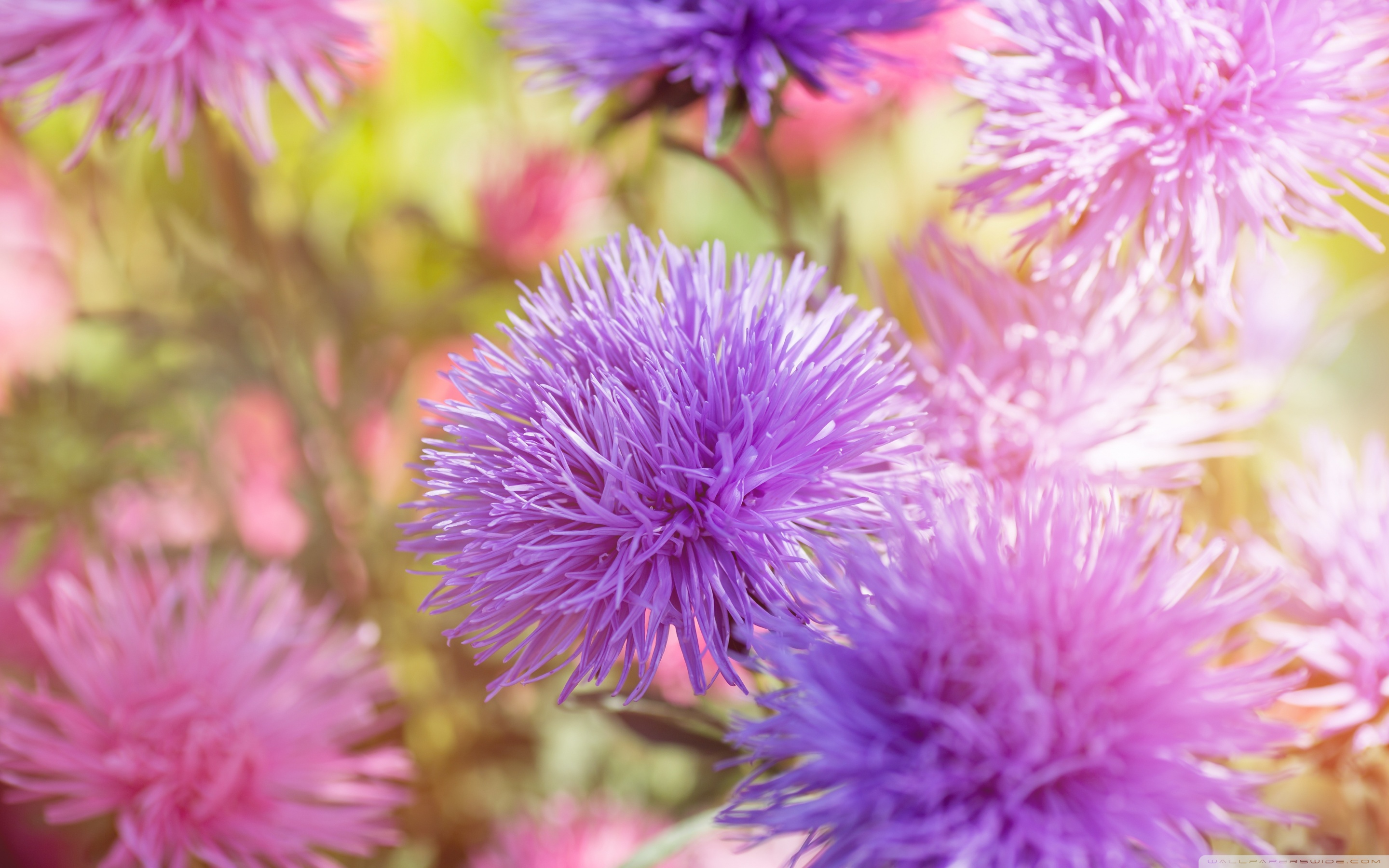 Purple Fluffy Flowers ❤ 4K HD Desktop Wallpaper for 4K Ultra HD TV ...