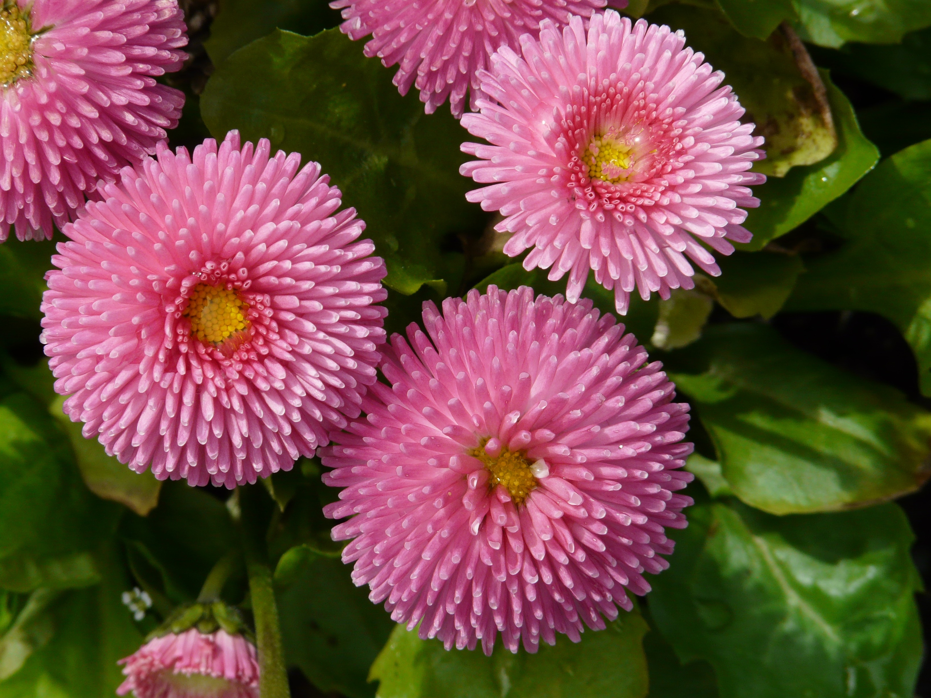 Pink fluffy flowers among green leaves free image