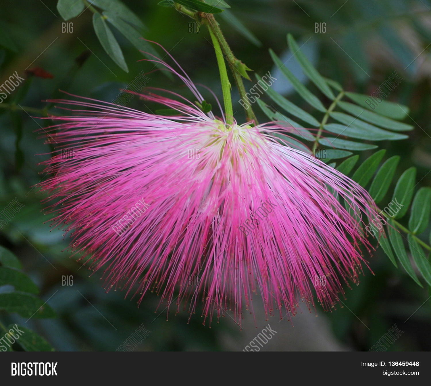 Tree With Pink Fluffy Flowers Choice Image - Flower Decoration Ideas