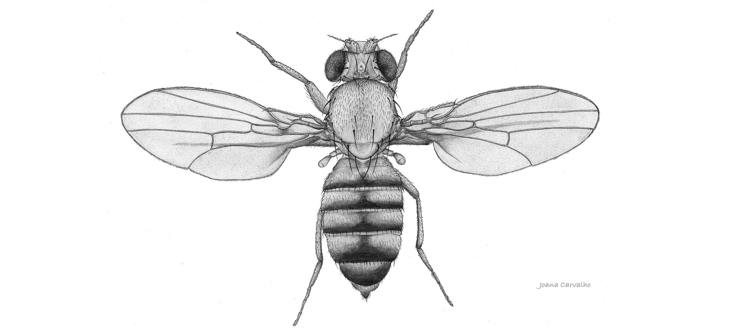 CRISPR fly design – Drosophila genome engineering
