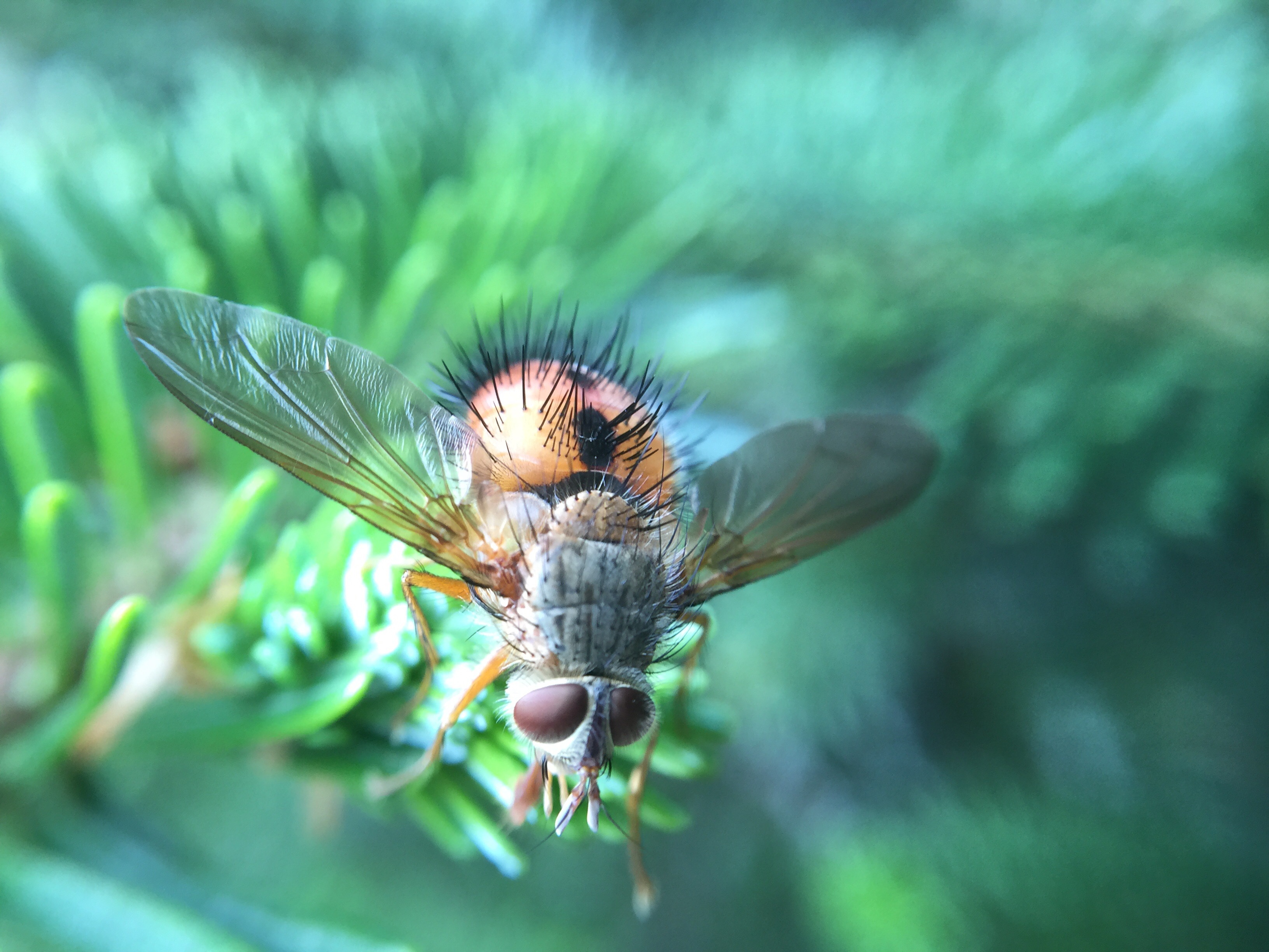 Fly, Dirty, Flying, Green, Insect, HQ Photo