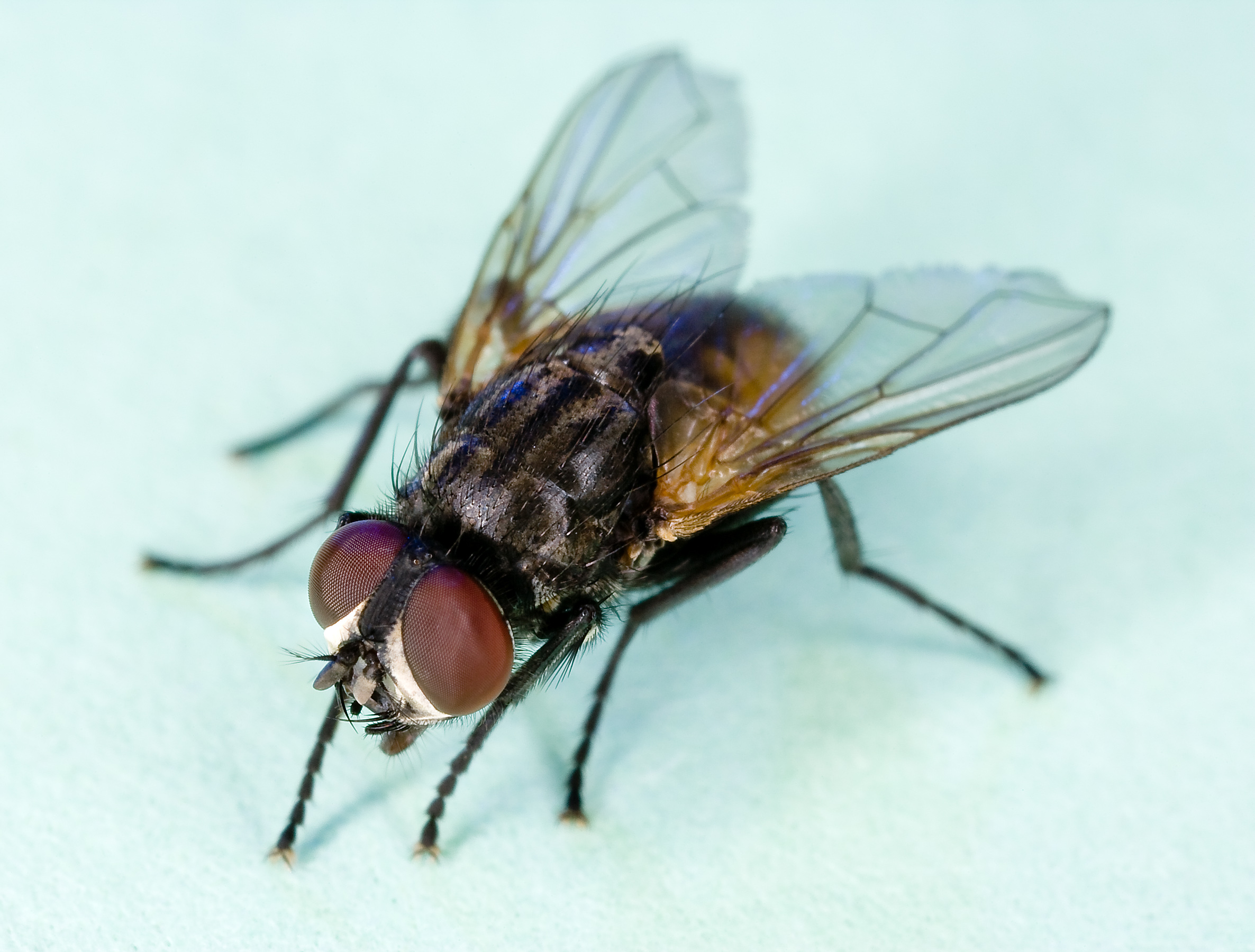 File:Common house fly, Musca domestica.jpg - Wikimedia Commons
