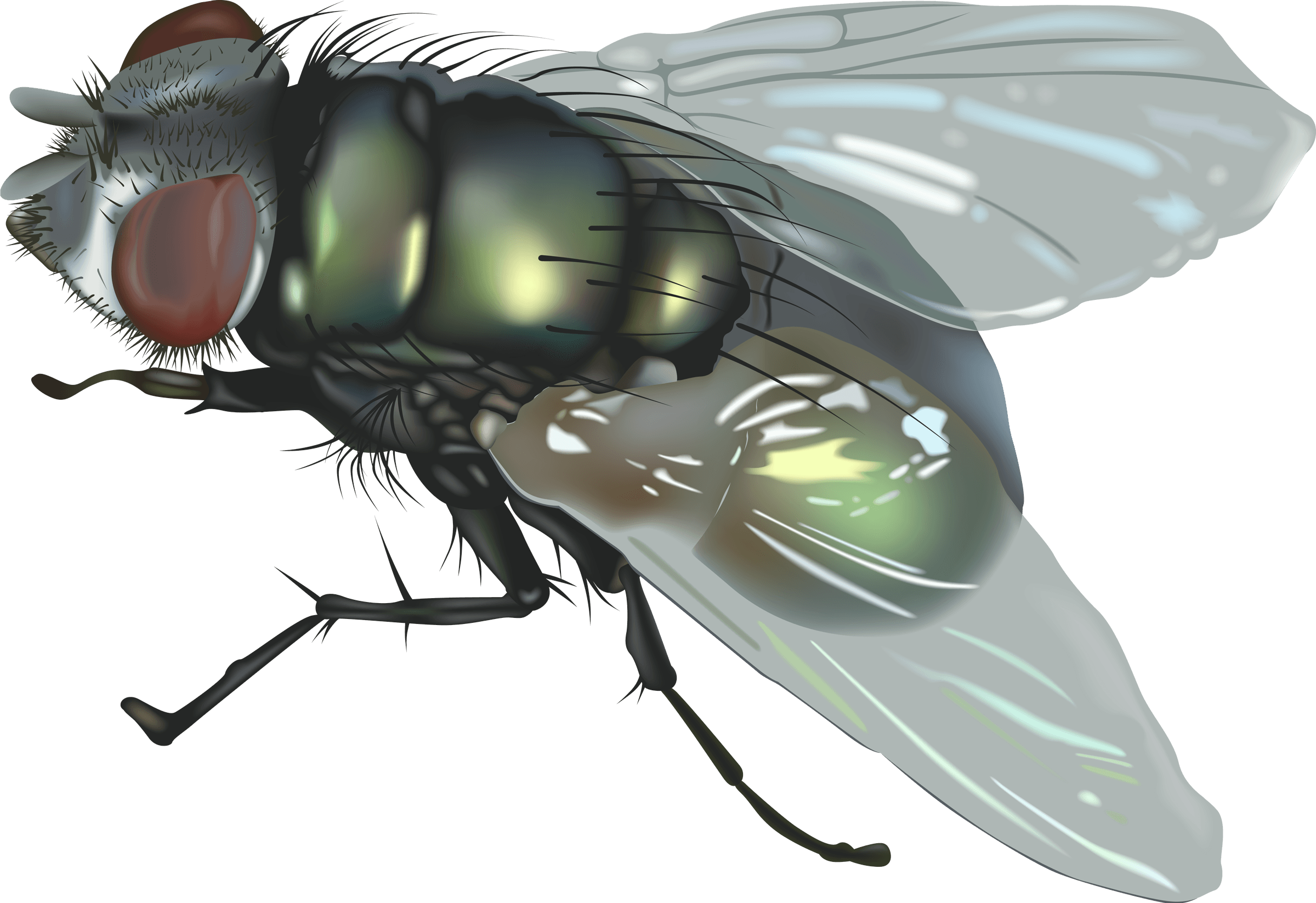 Download Fly Free PNG photo images and clipart | FreePNGImg