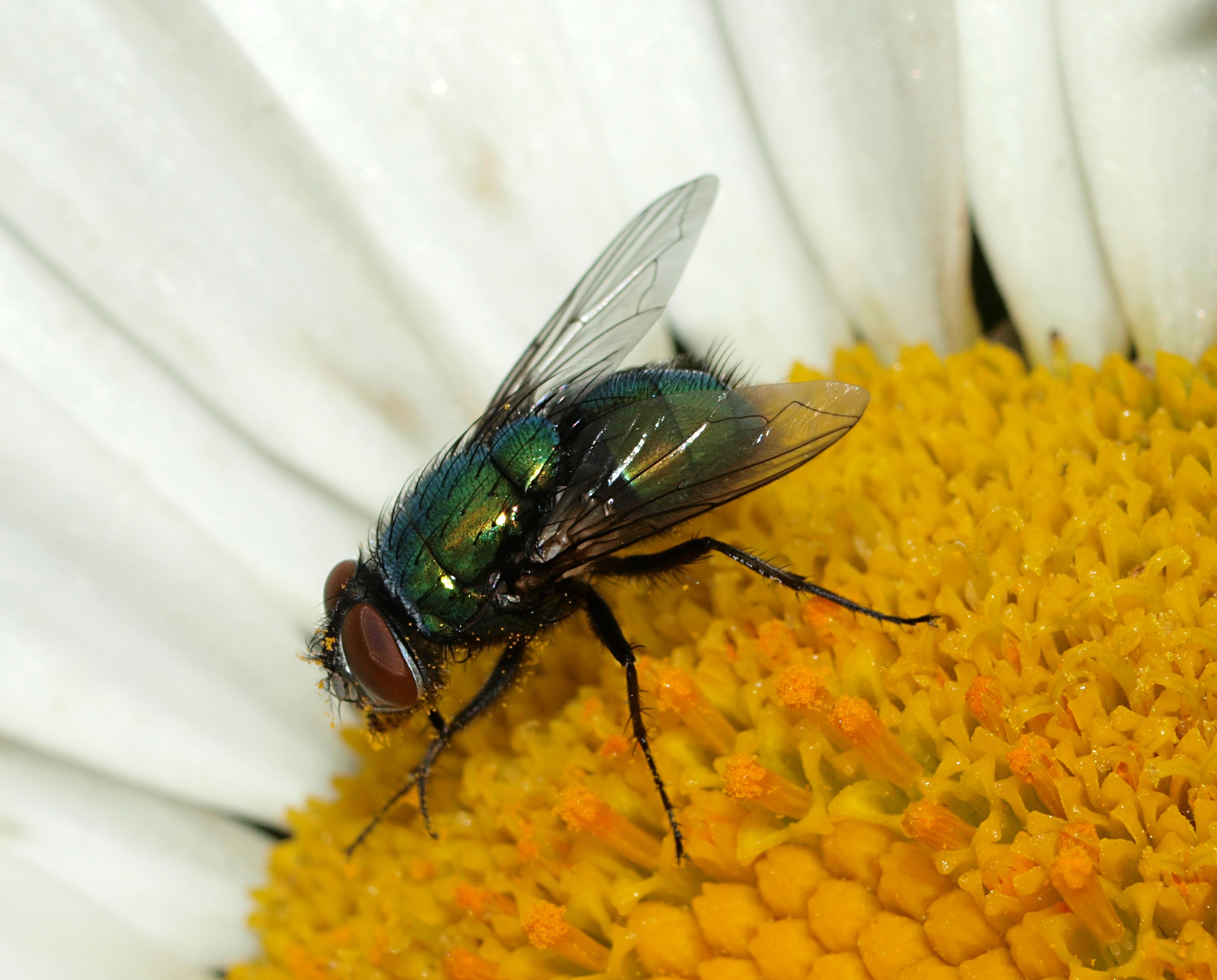 How flies are flirting on the fly - On Biology